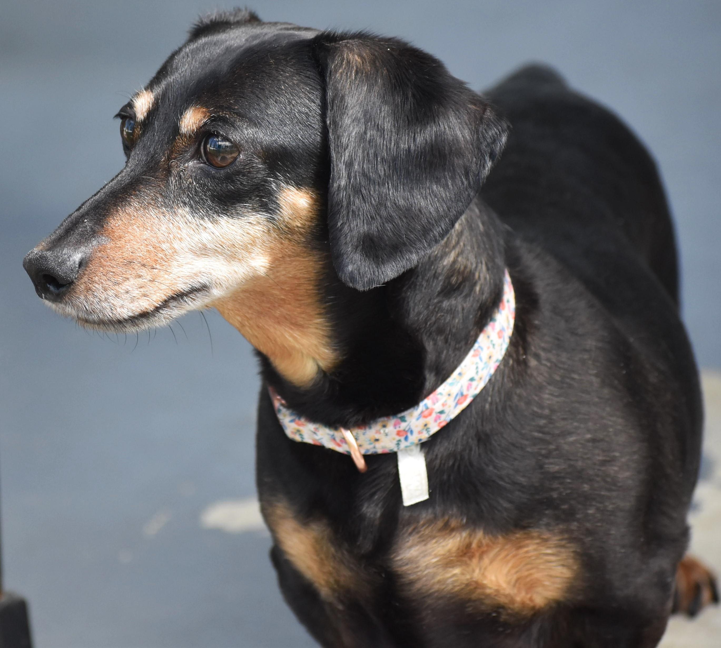Dixie in TN (looking for a forever foster), ADOPTABLE, Senior Female Dachshund.