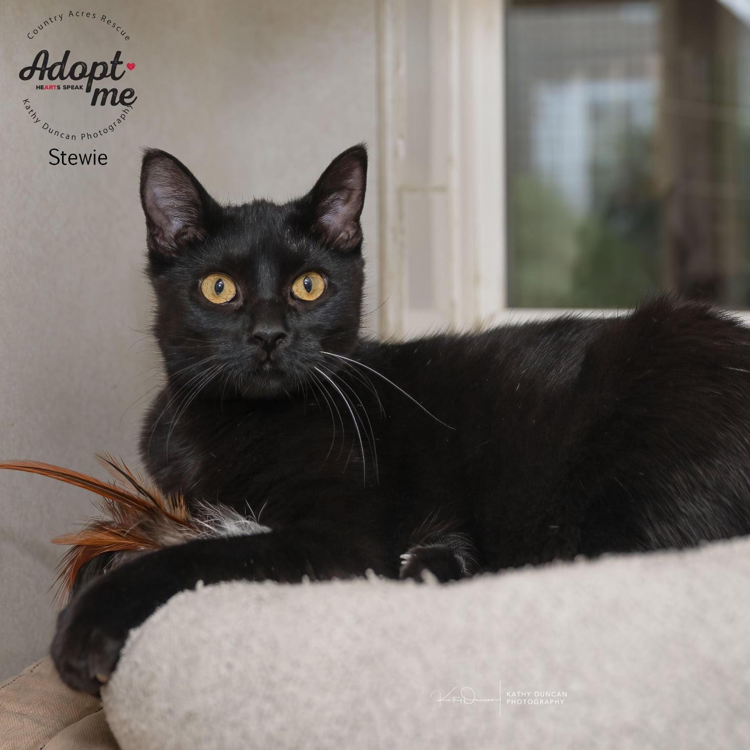 Stewie, Adoptable, Kitten Male Domestic Short Hair.