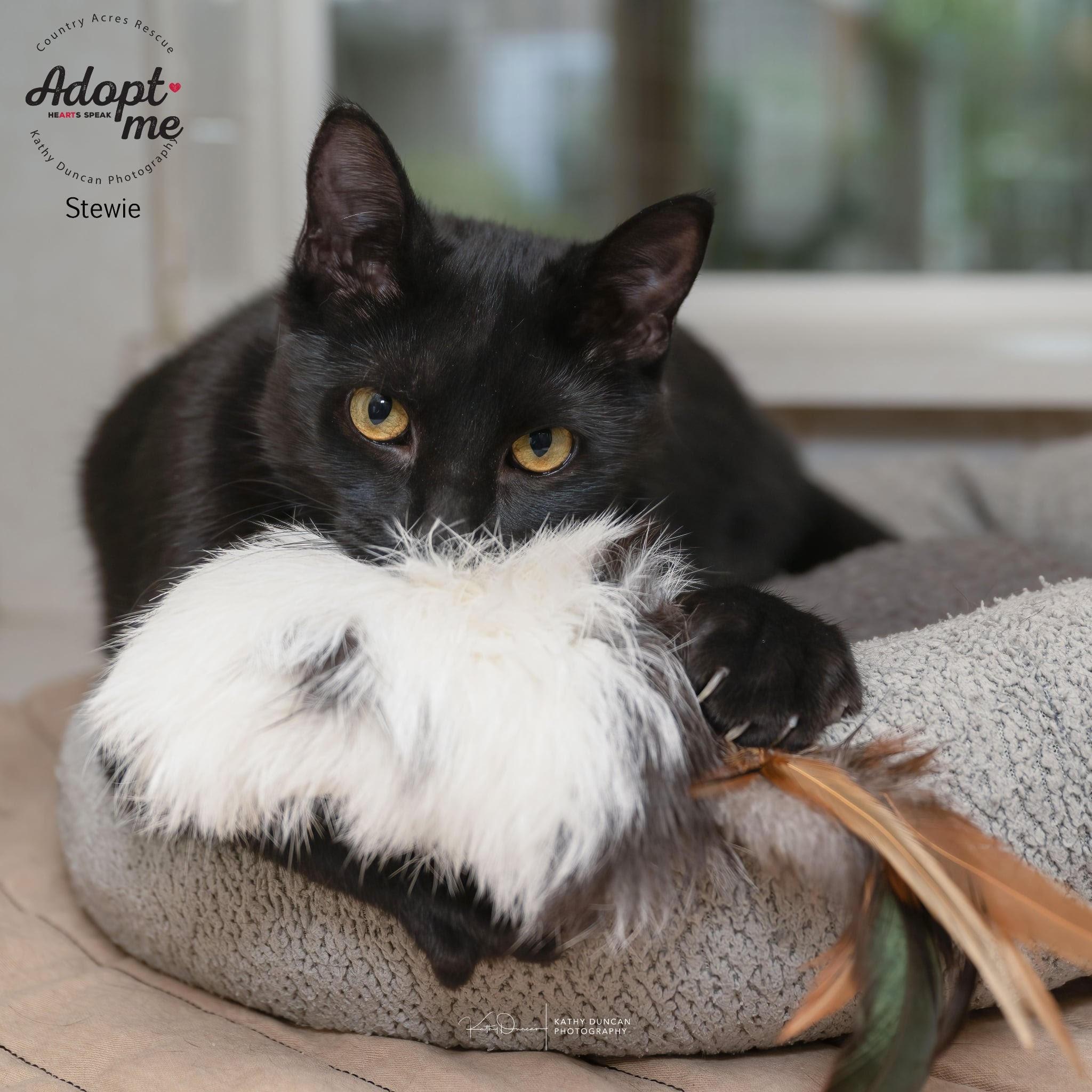 Stewie, a Adoptable Domestic Short Hair in Manchester, MO image 3/5