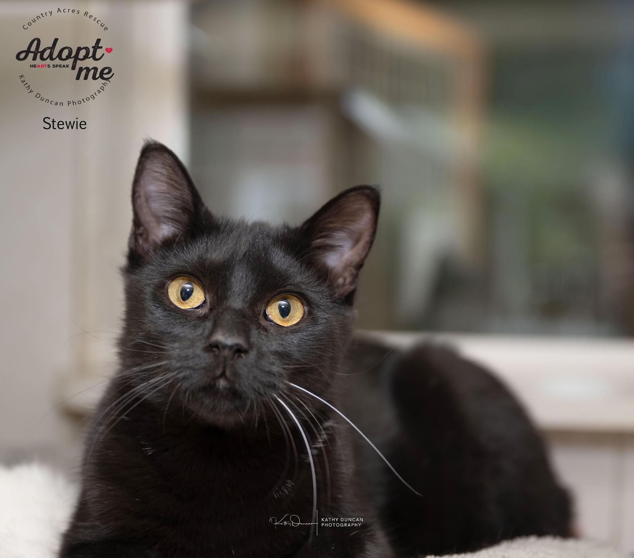 Stewie, a Adoptable Domestic Short Hair in Manchester, MO image 2/5