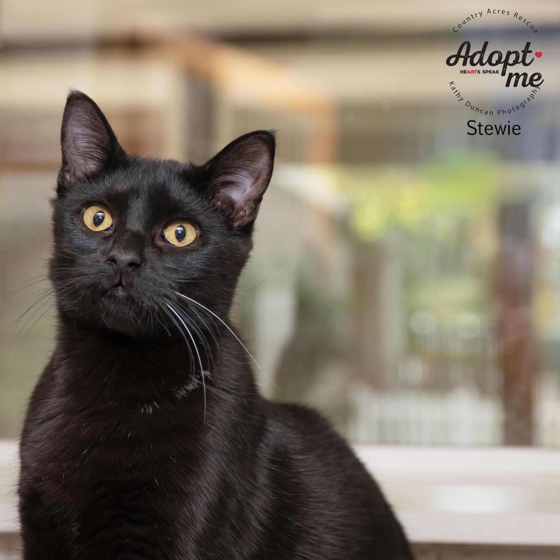 Stewie, a Adoptable Domestic Short Hair in Manchester, MO image 4/5