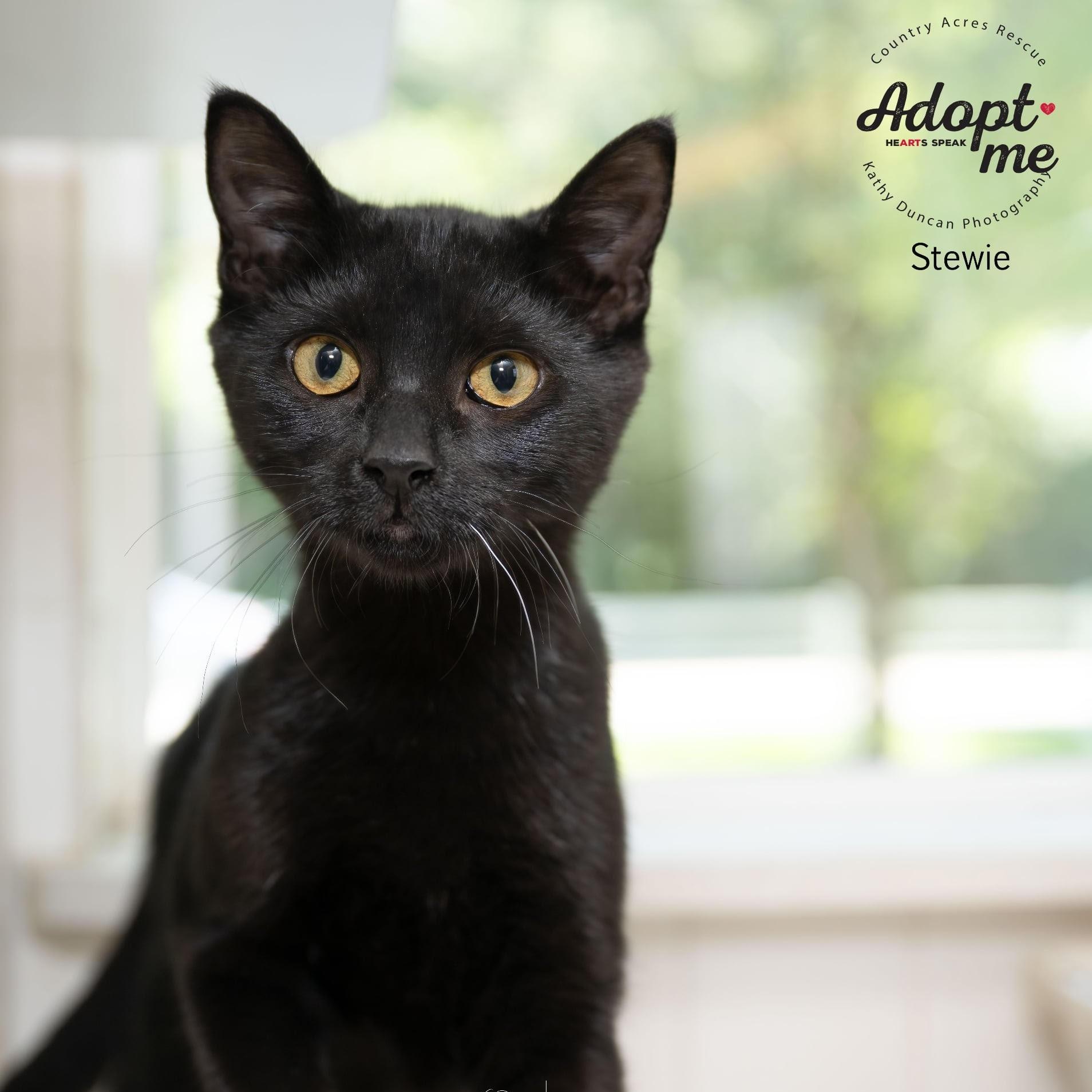 Stewie, a Adoptable Domestic Short Hair in Manchester, MO image 5/5