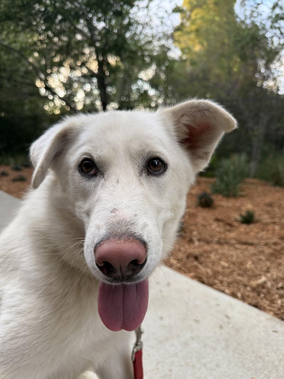 Chuck, a Adopted mixed breed in Encino, CA image 2/6
