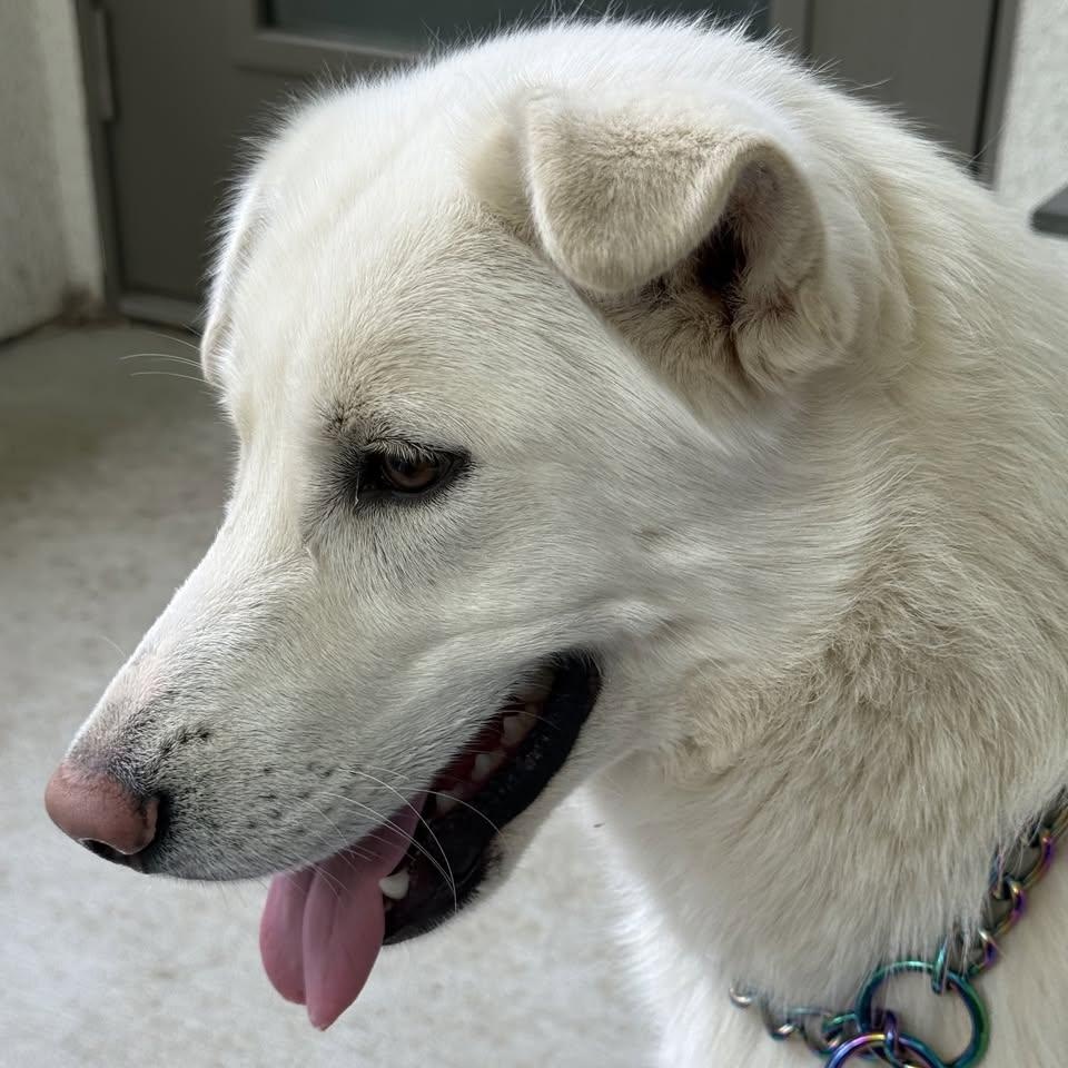 Chuck, a Adopted mixed breed in Encino, CA image 6/6