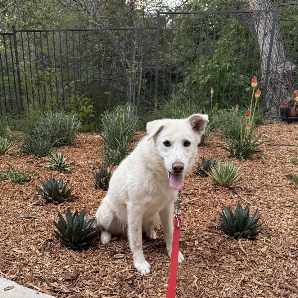 Chuck, a Adopted mixed breed in Encino, CA image 5/6