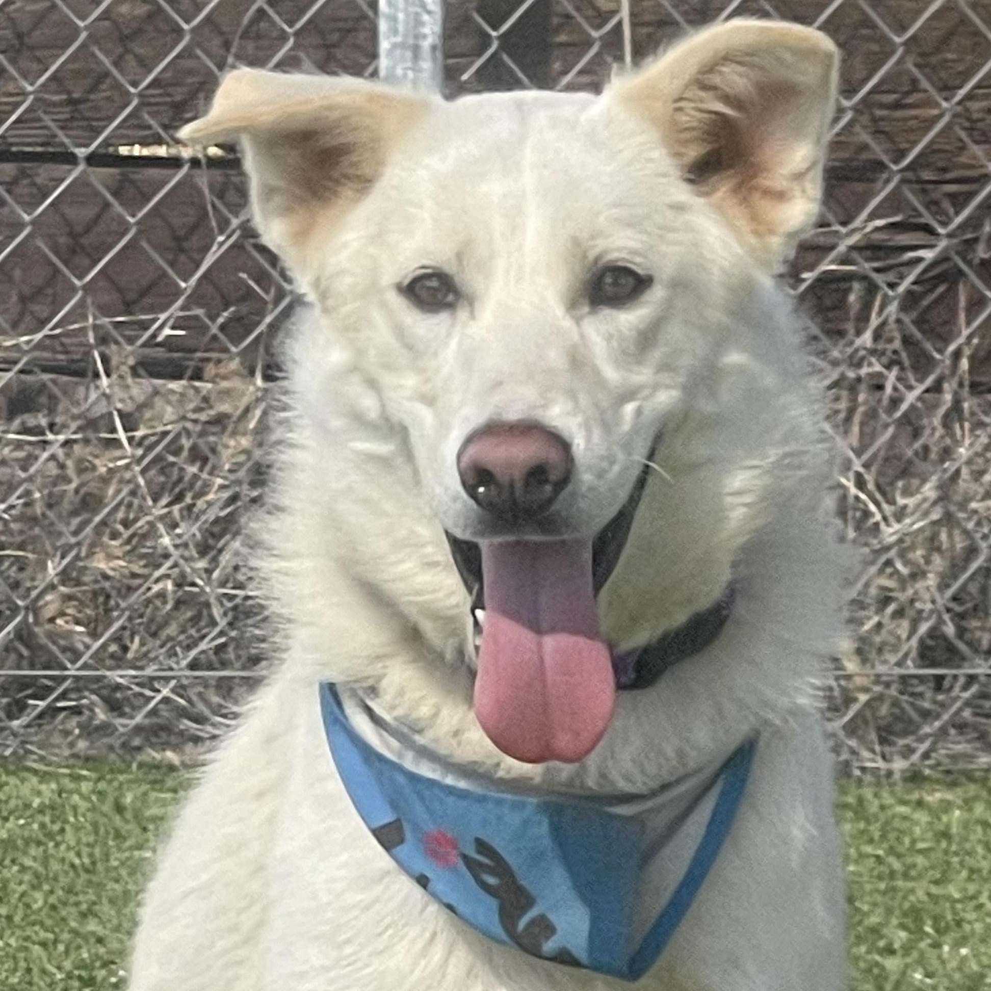 Chuck, Adopted, Young Male Husky & Siberian Husky.