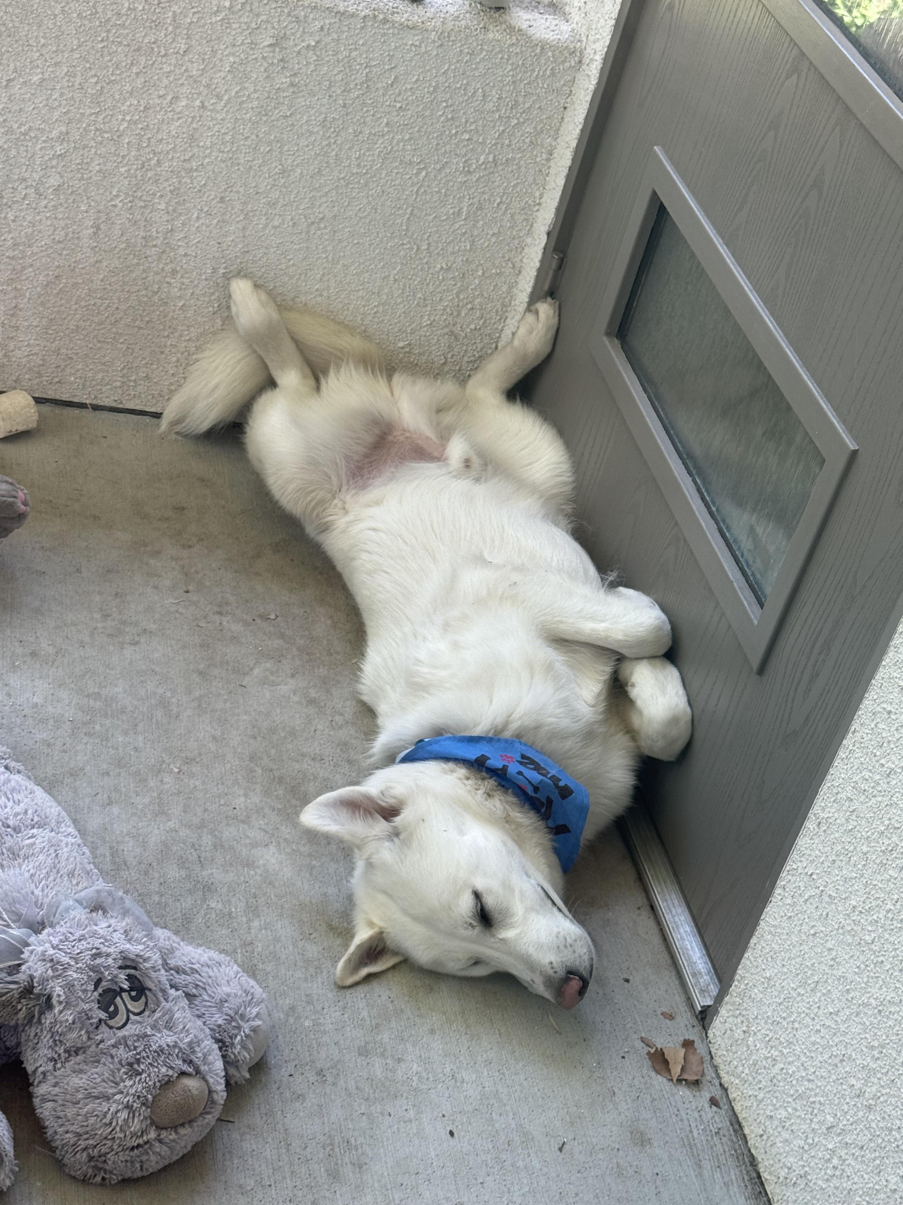Chuck, a Adopted mixed breed in Encino, CA image 3/6