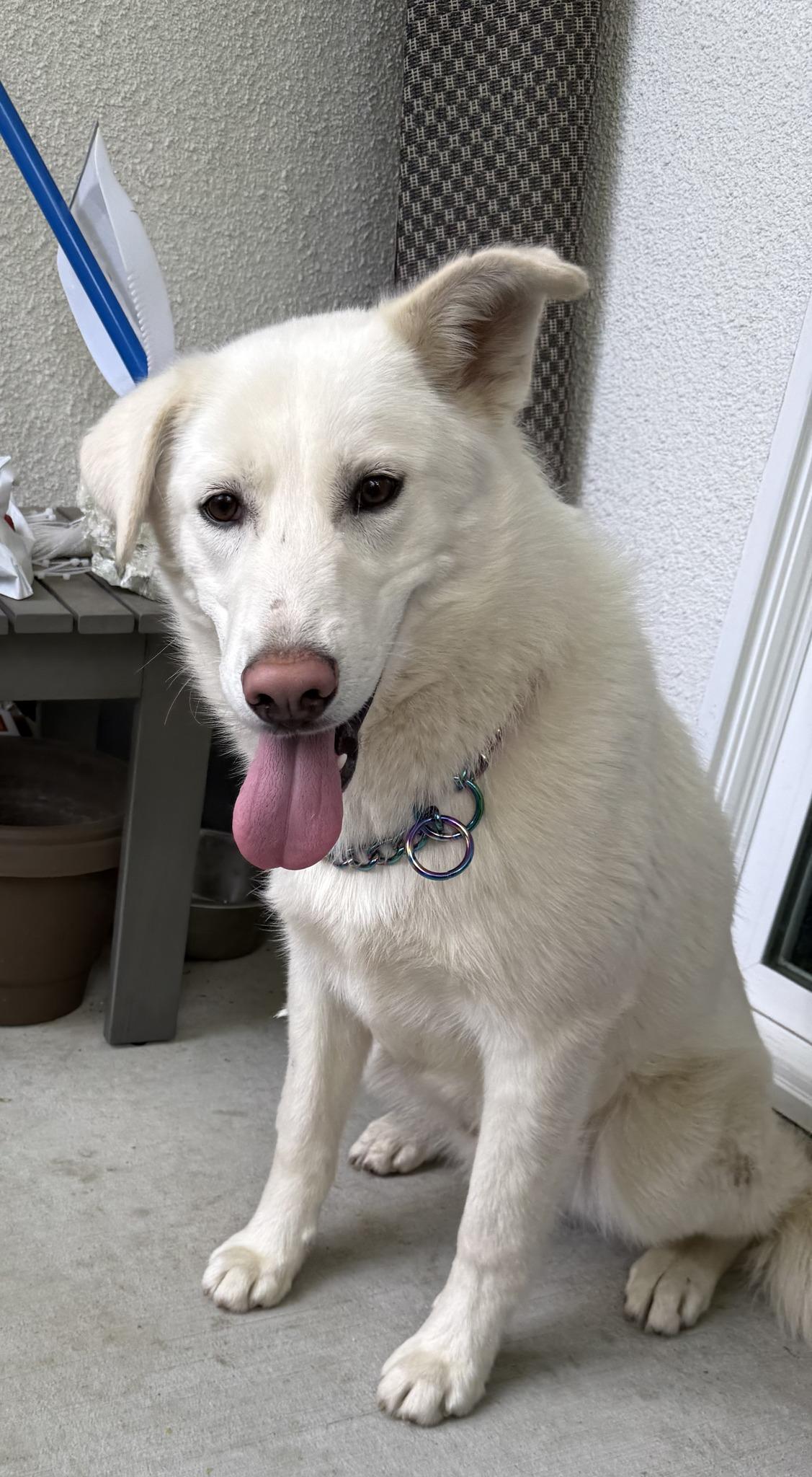 Chuck, a Adopted mixed breed in Encino, CA image 4/6