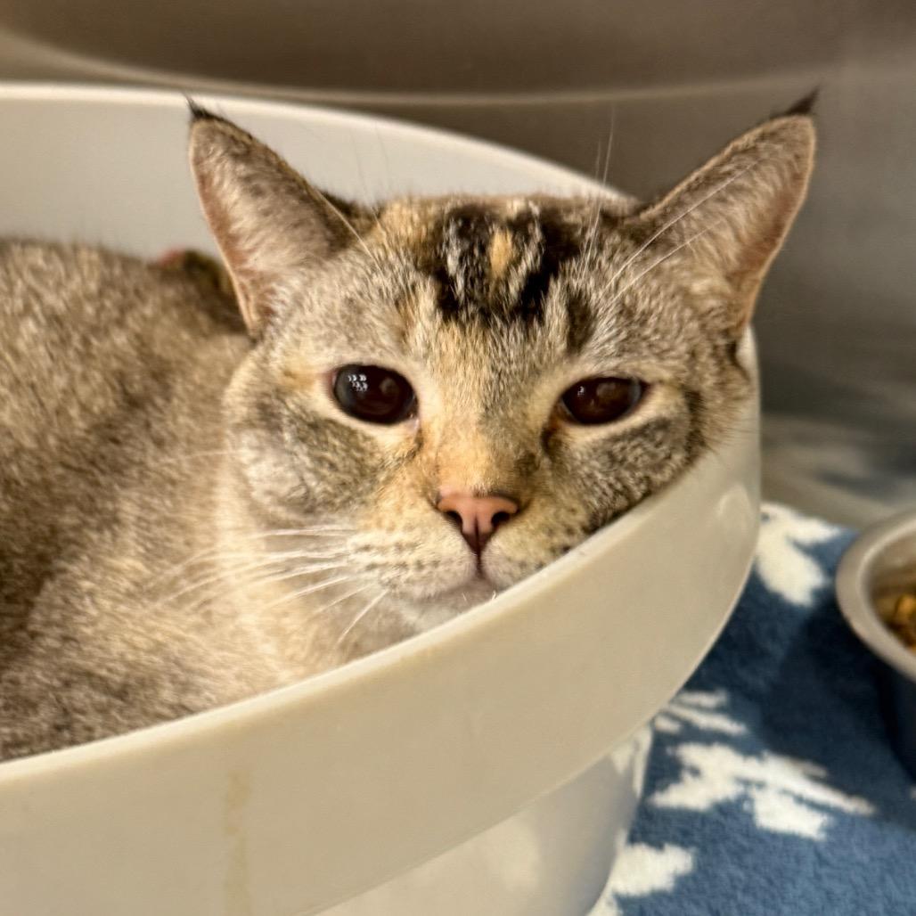 Katya, Adoptable, Adult Female Domestic Short Hair & Siamese.