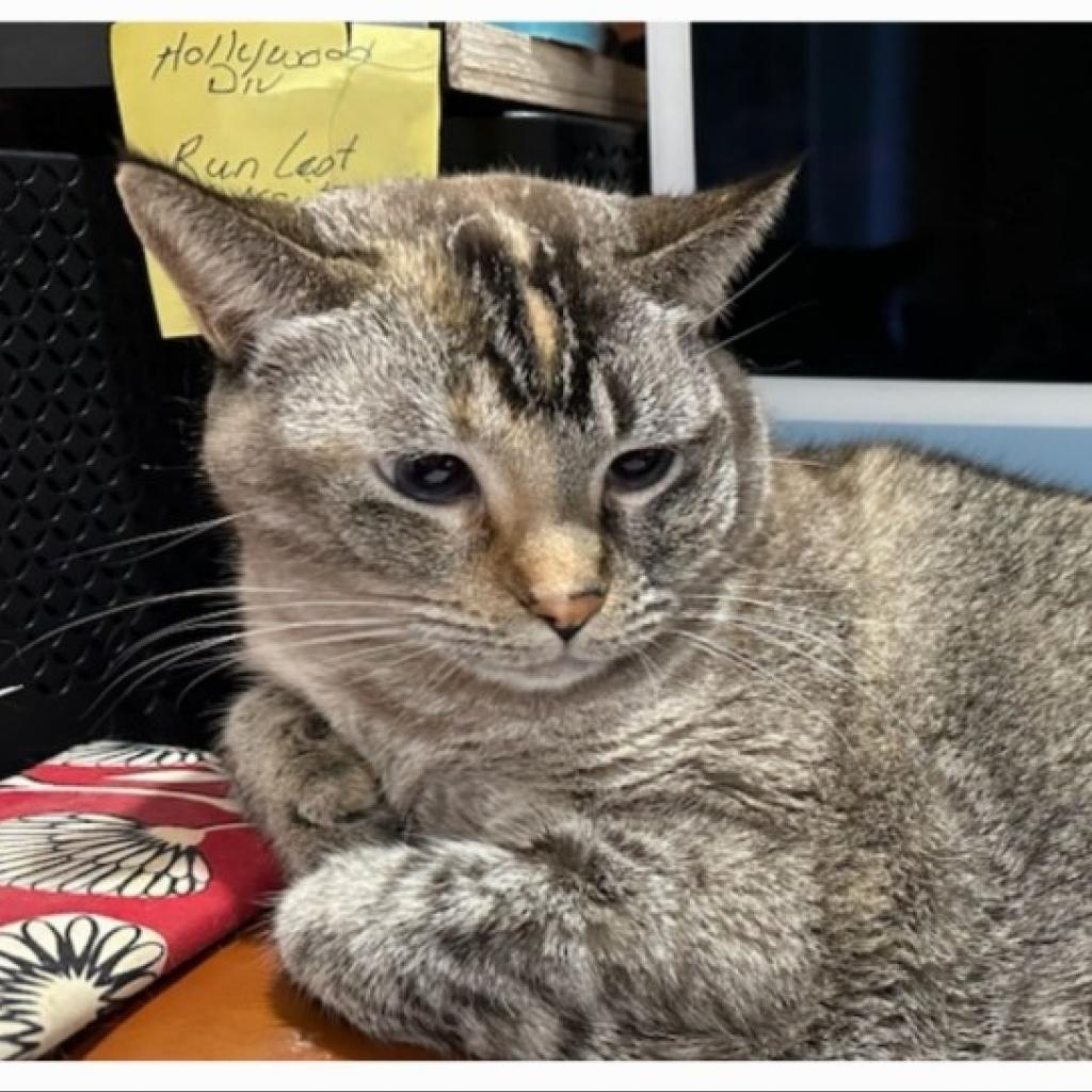 Enlarge Katya, a Adoptable mixed breed in Hemet, CA image 2/6