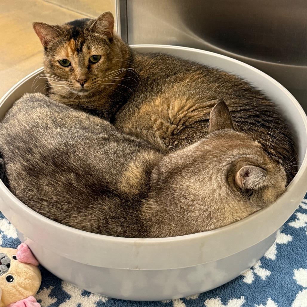 Enlarge Katya, a Adoptable mixed breed in Hemet, CA image 3/6