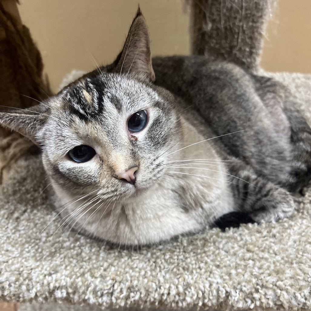 Enlarge Katya, a Adoptable mixed breed in Hemet, CA image 4/6