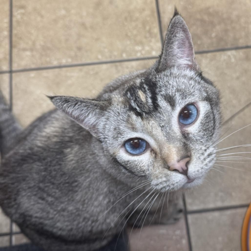 Enlarge Katya, a Adoptable mixed breed in Hemet, CA image 5/6