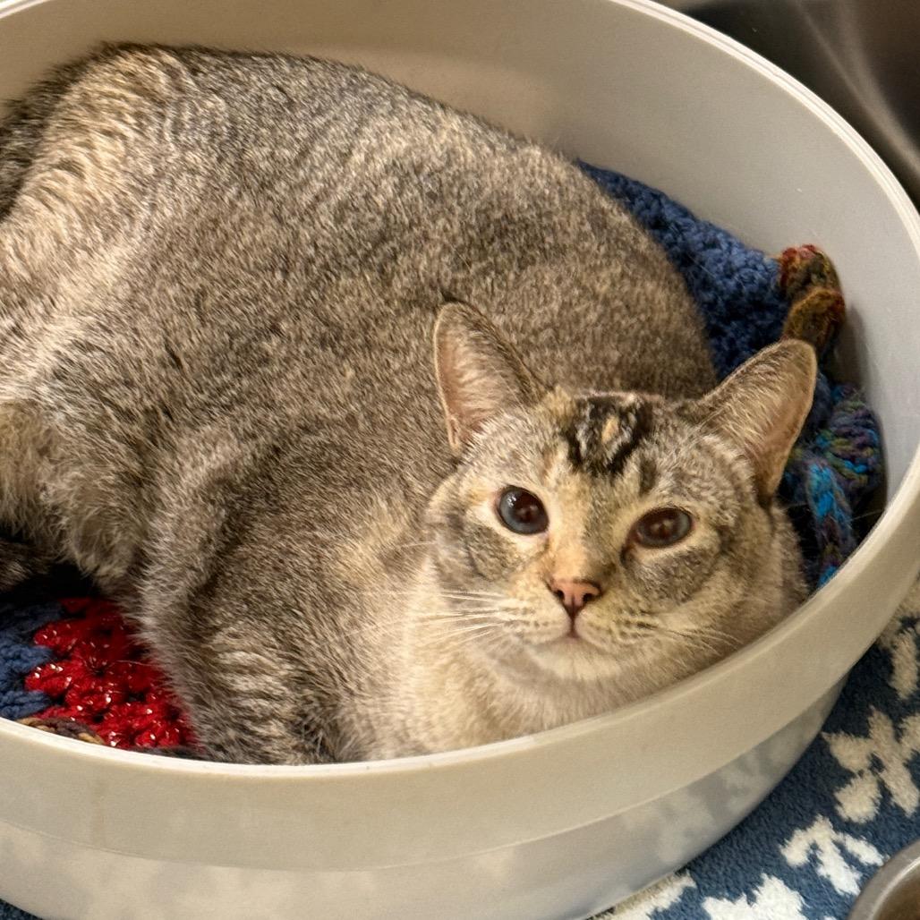 Enlarge Katya, a Adoptable mixed breed in Hemet, CA image 6/6