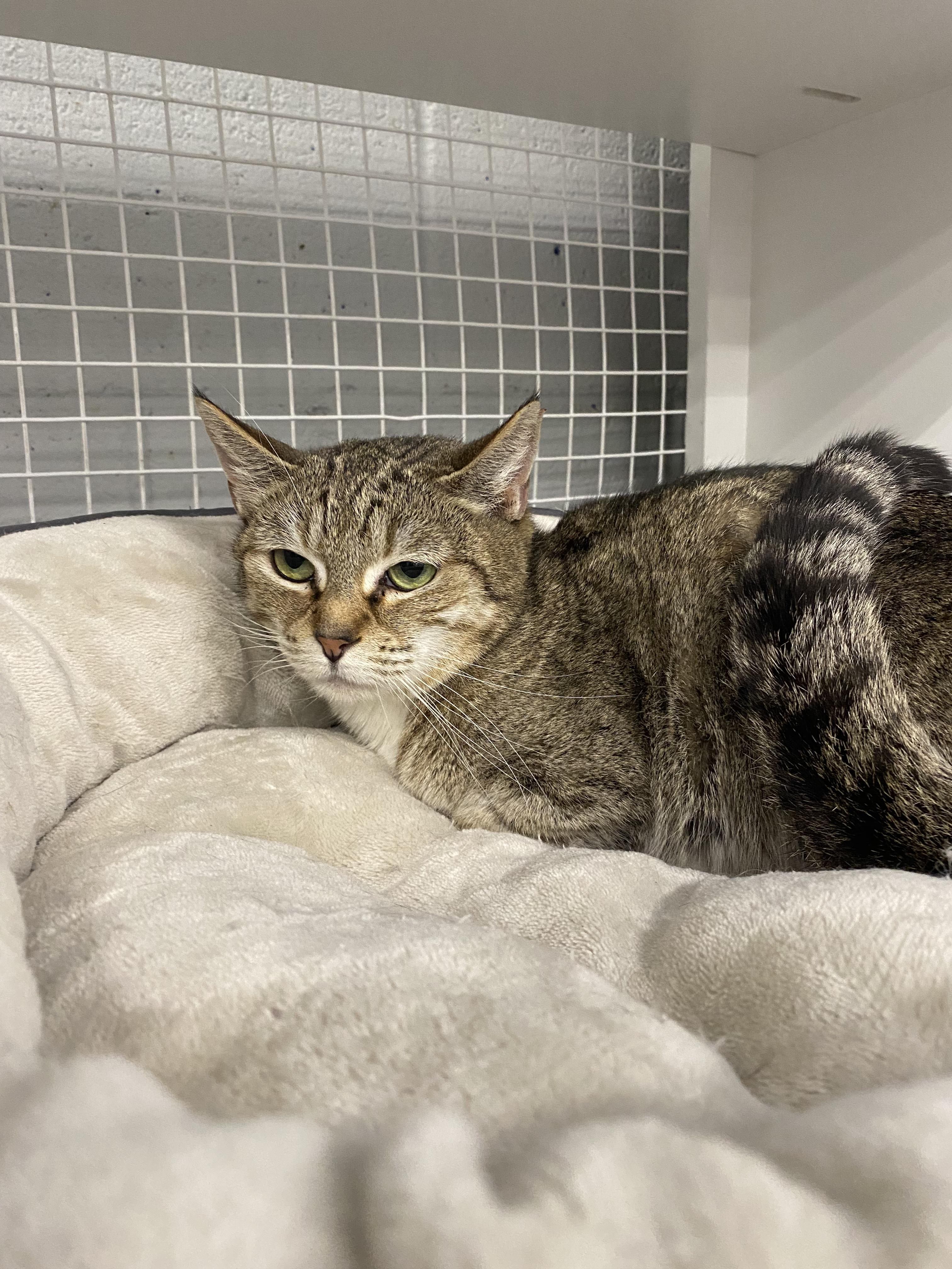 Leia, ADOPTABLE, Adult Female American Shorthair.