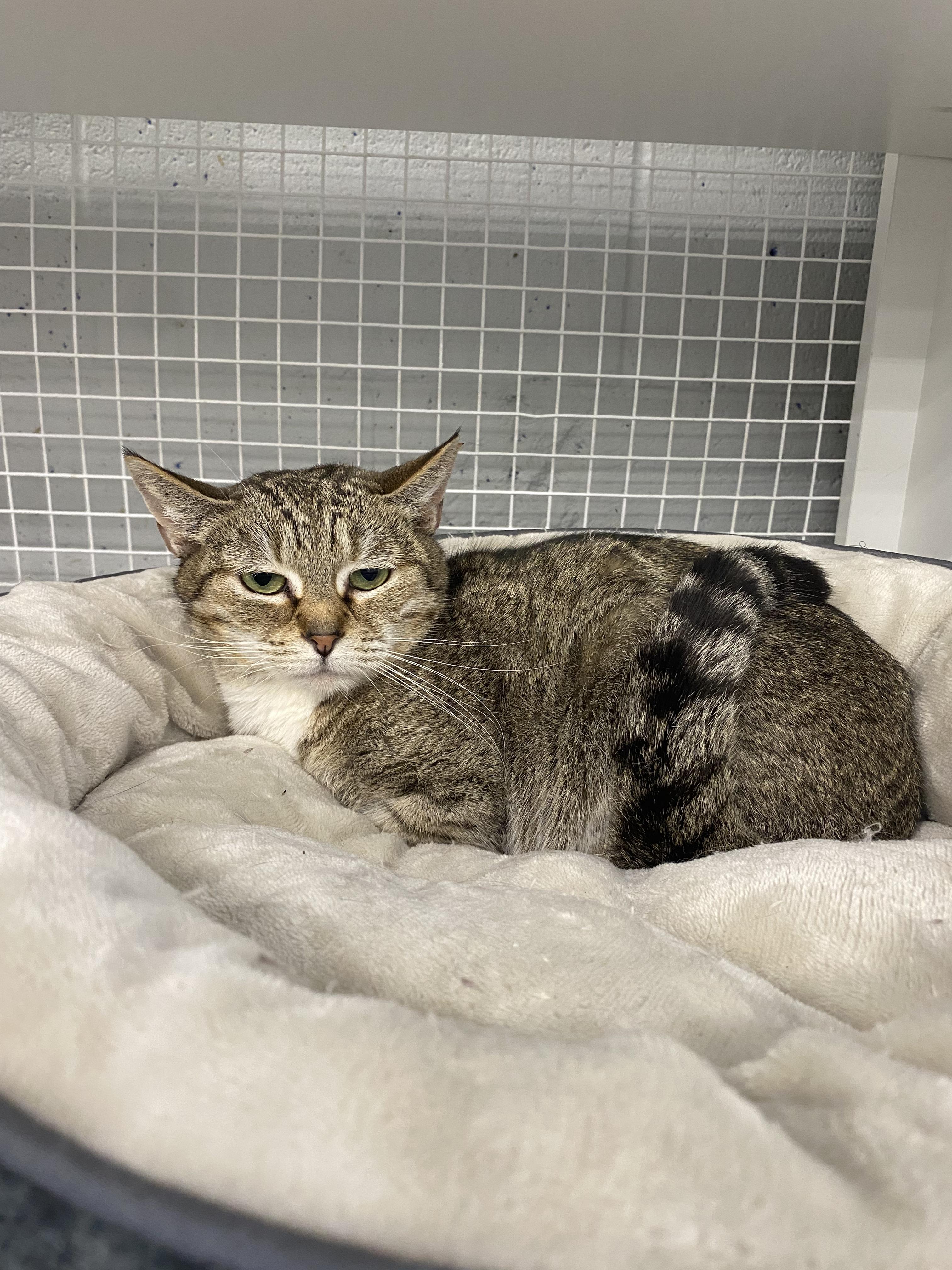 Leia, a ADOPTABLE American Shorthair in Springdale, AR image 4/4