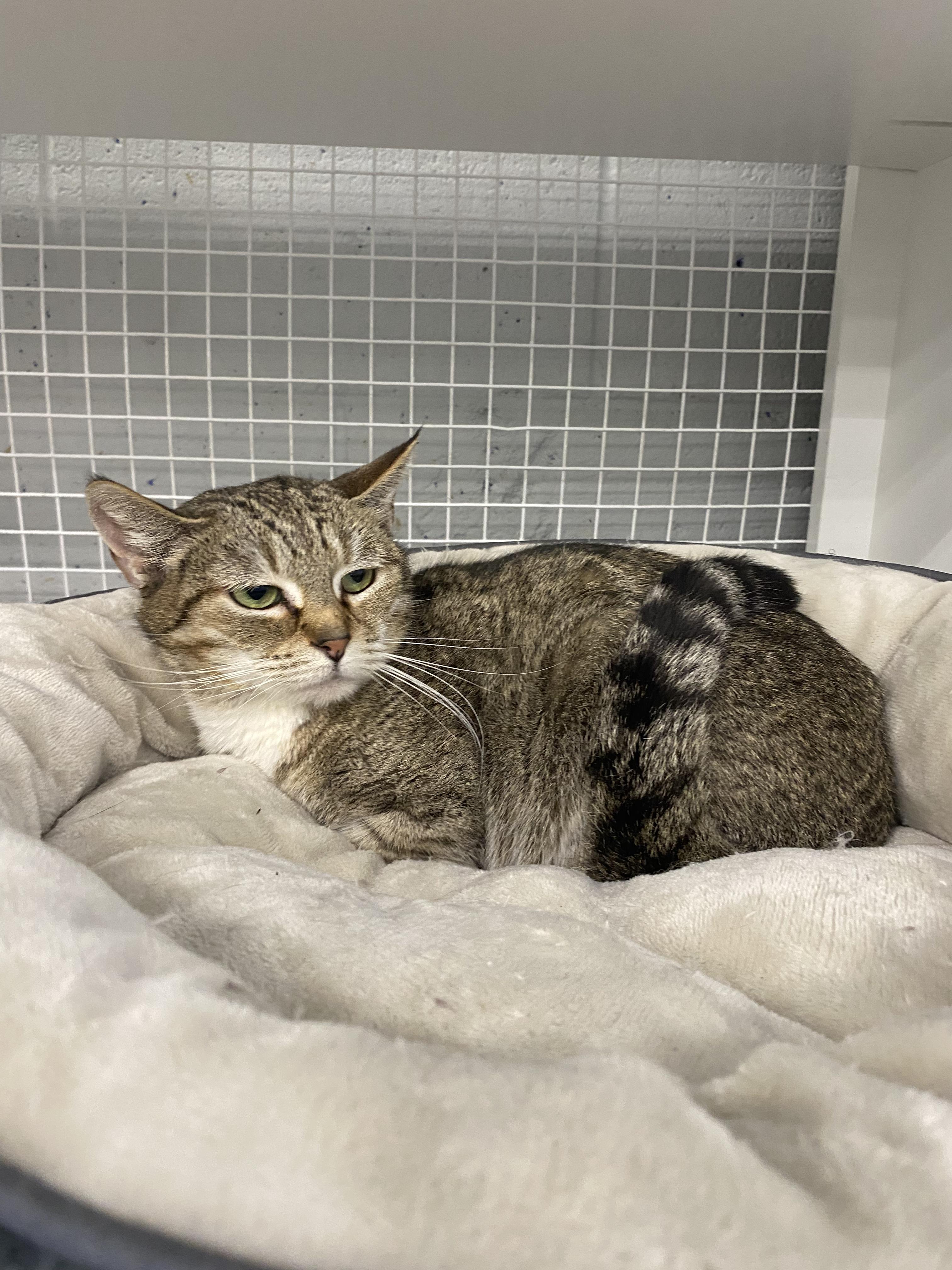 Leia, a ADOPTABLE American Shorthair in Springdale, AR image 2/4