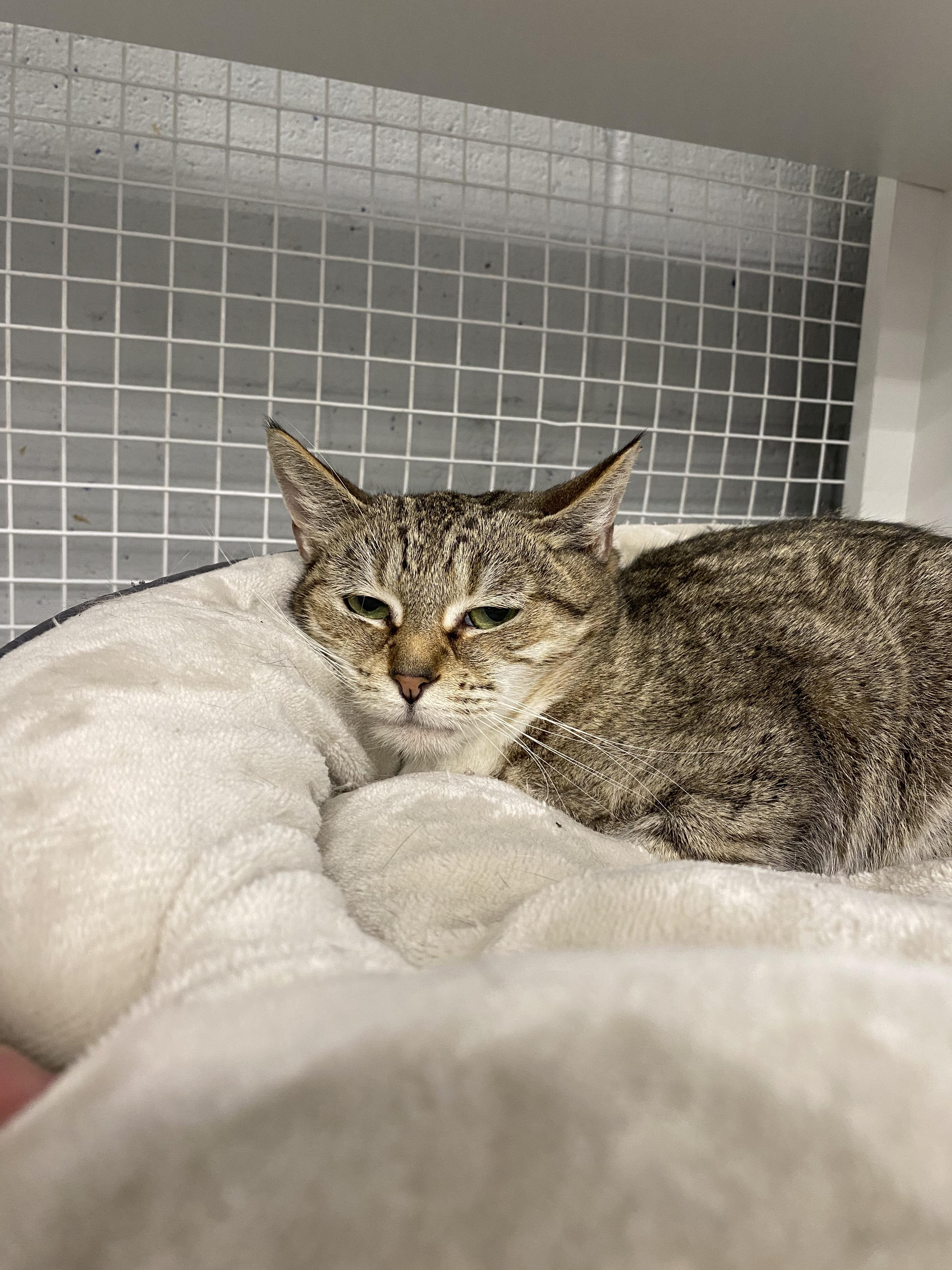 Leia, a ADOPTABLE American Shorthair in Springdale, AR image 3/4