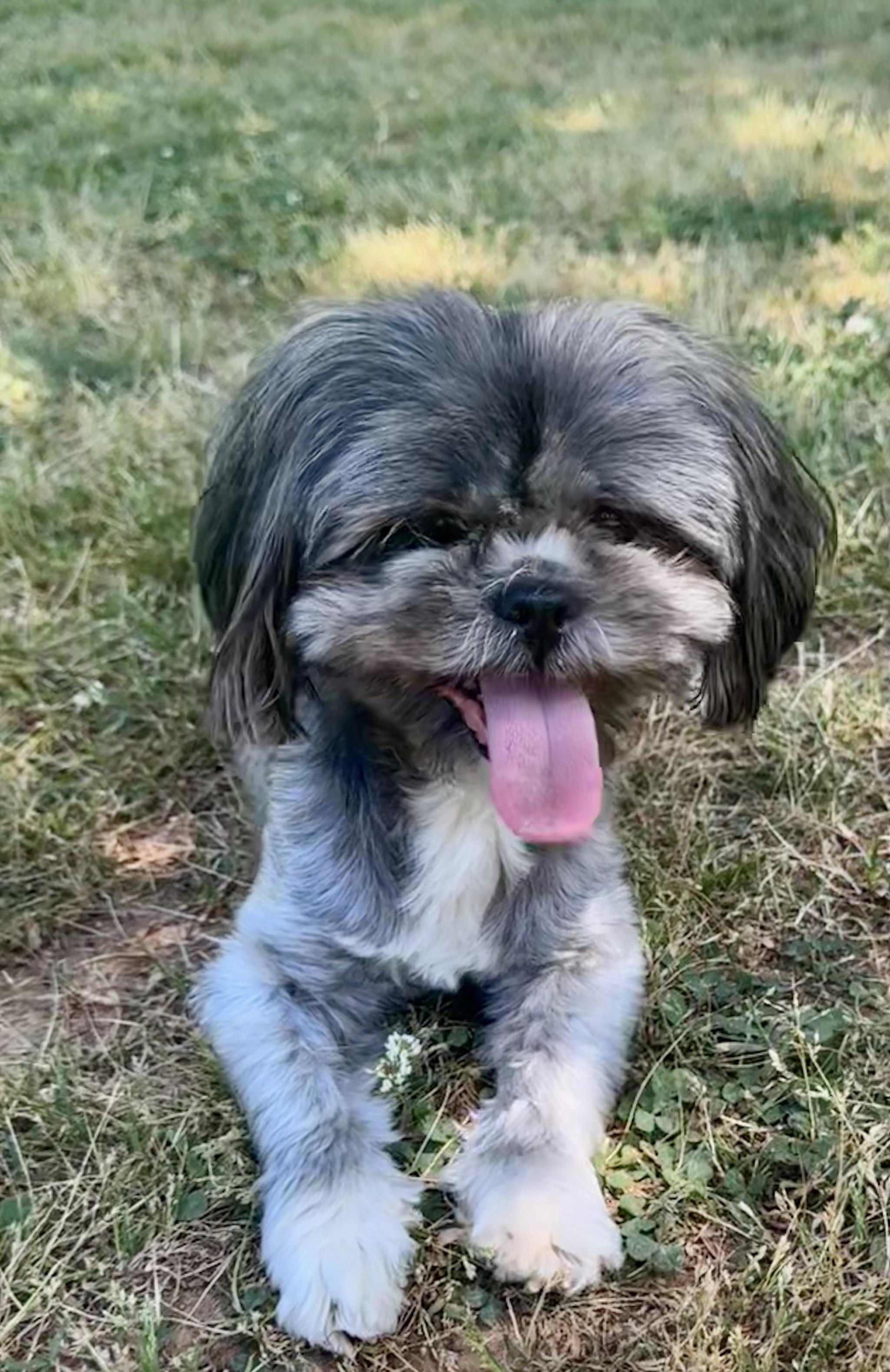 Louann, ADOPTABLE, Adult Female Shih Tzu.