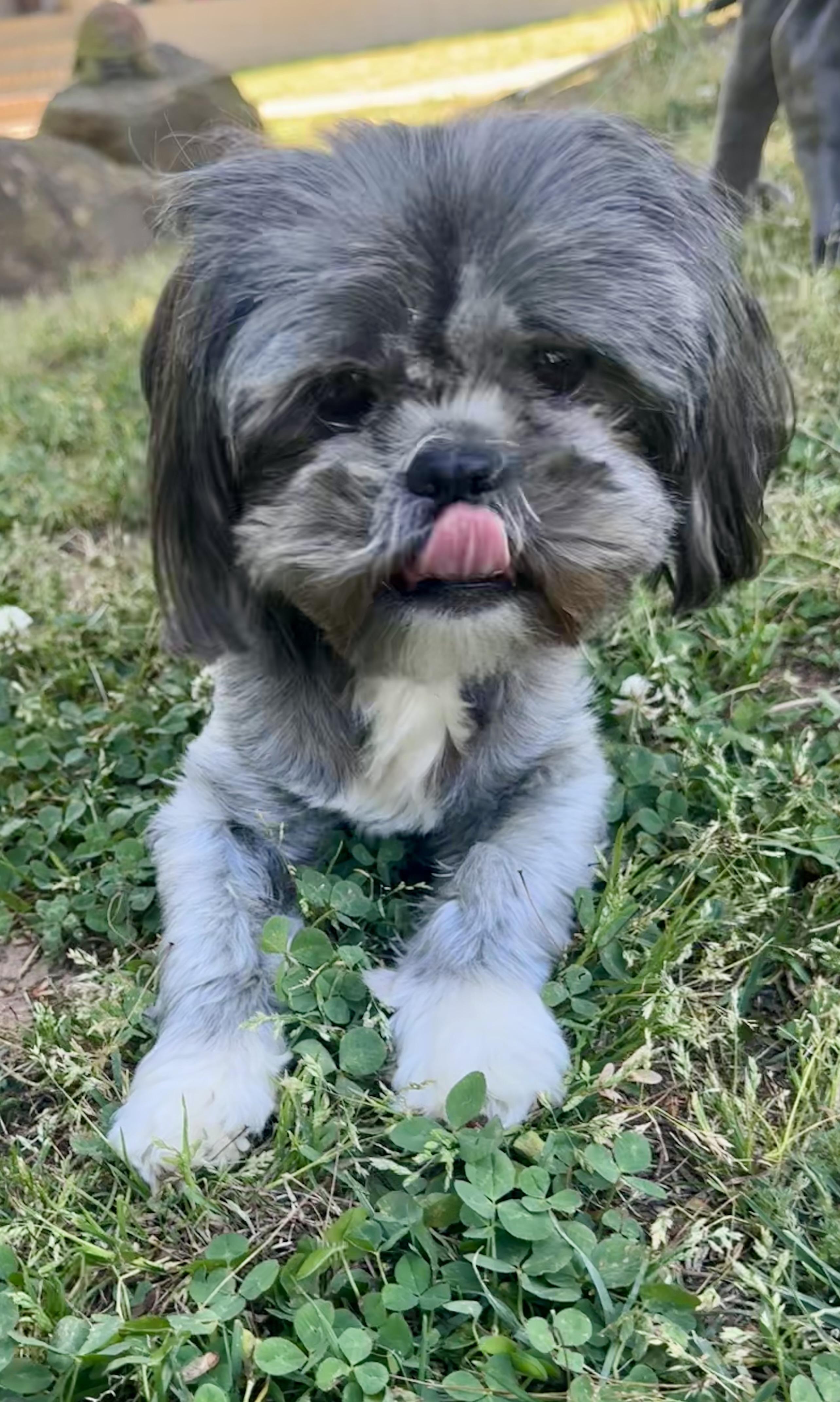 Enlarge Louann, a ADOPTABLE Shih Tzu in Monroe, NC image 2/4