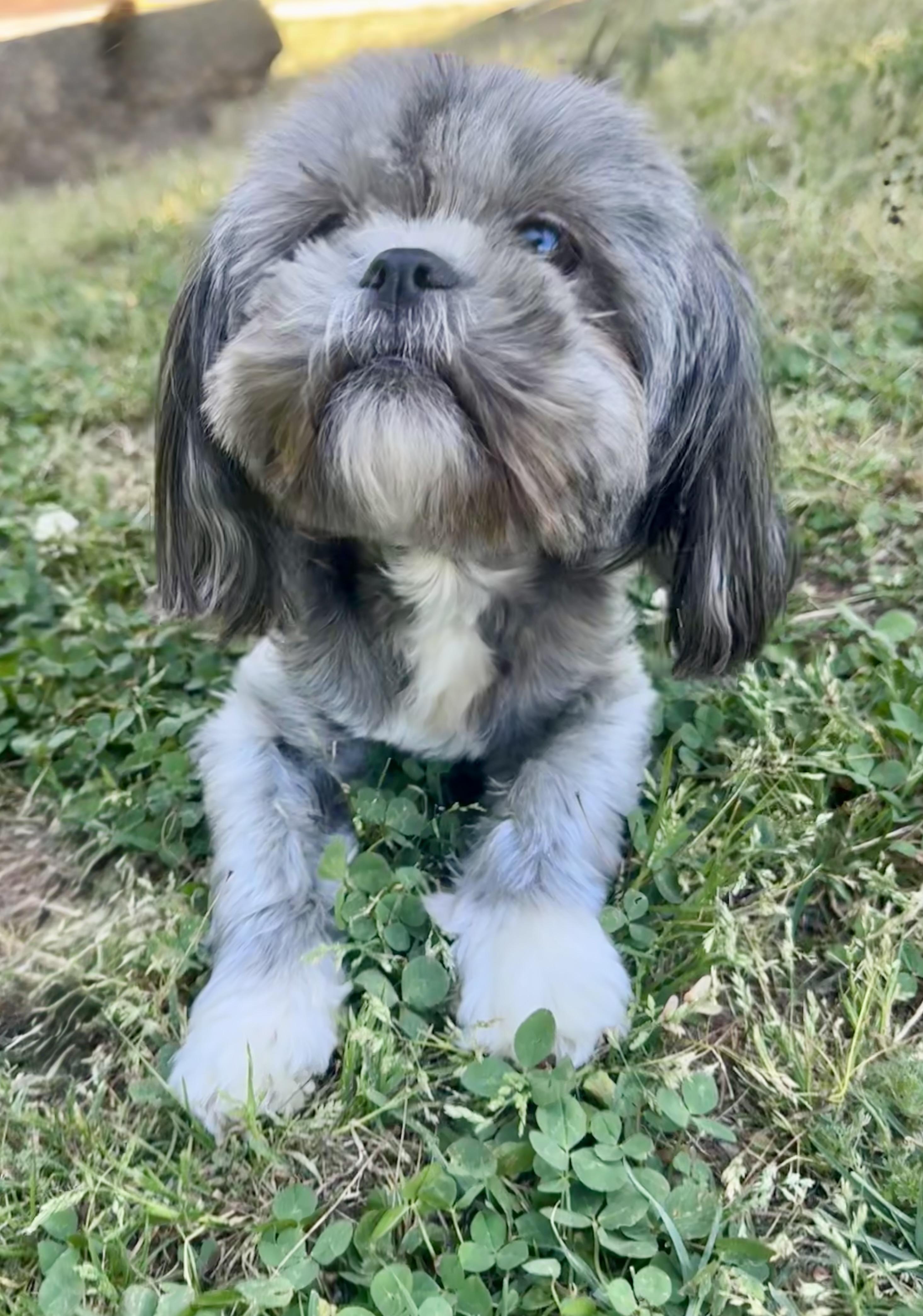 Enlarge Louann, a ADOPTABLE Shih Tzu in Monroe, NC image 3/4
