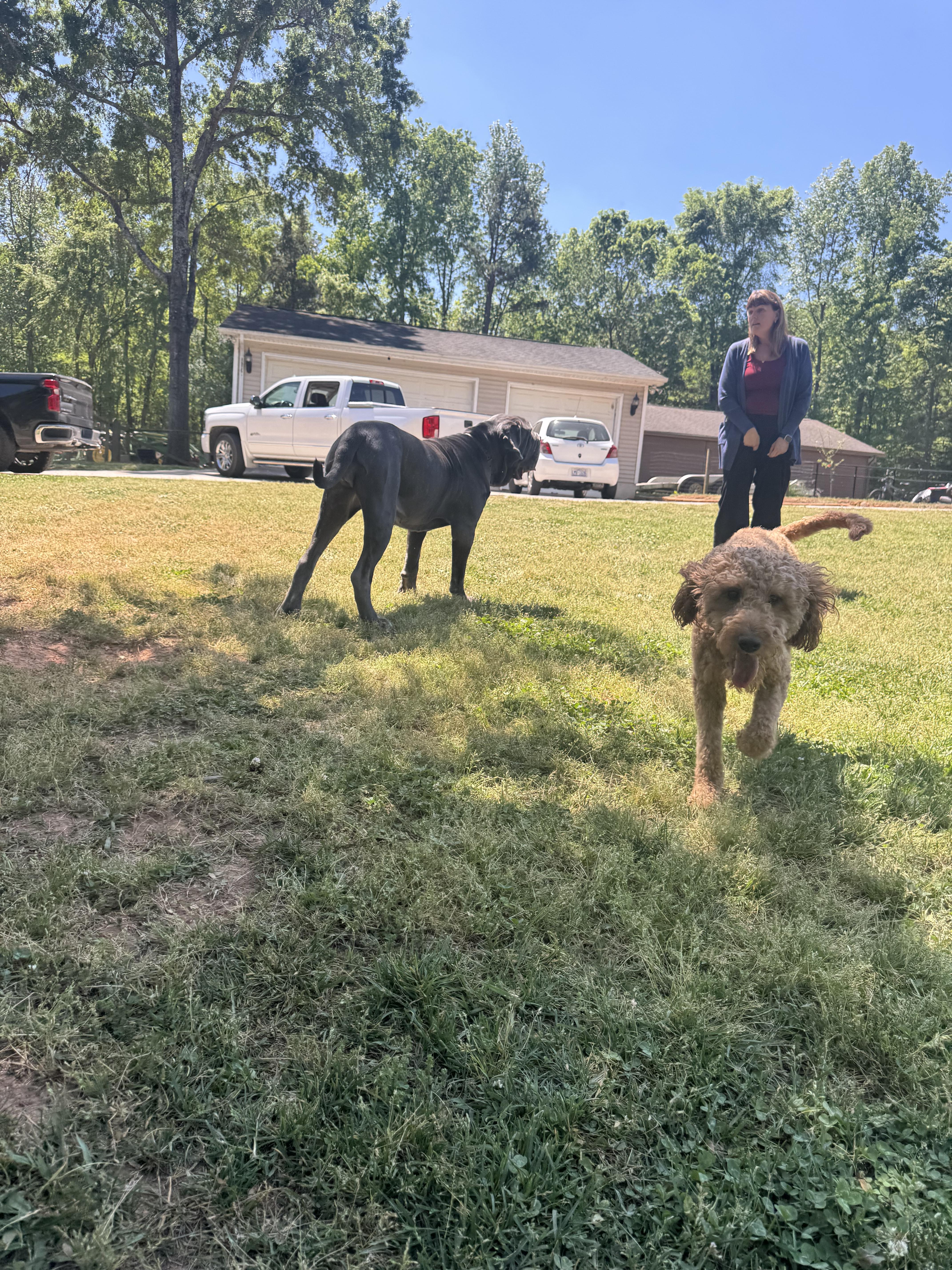 Enlarge Louann, a ADOPTABLE Shih Tzu in Monroe, NC image 4/4