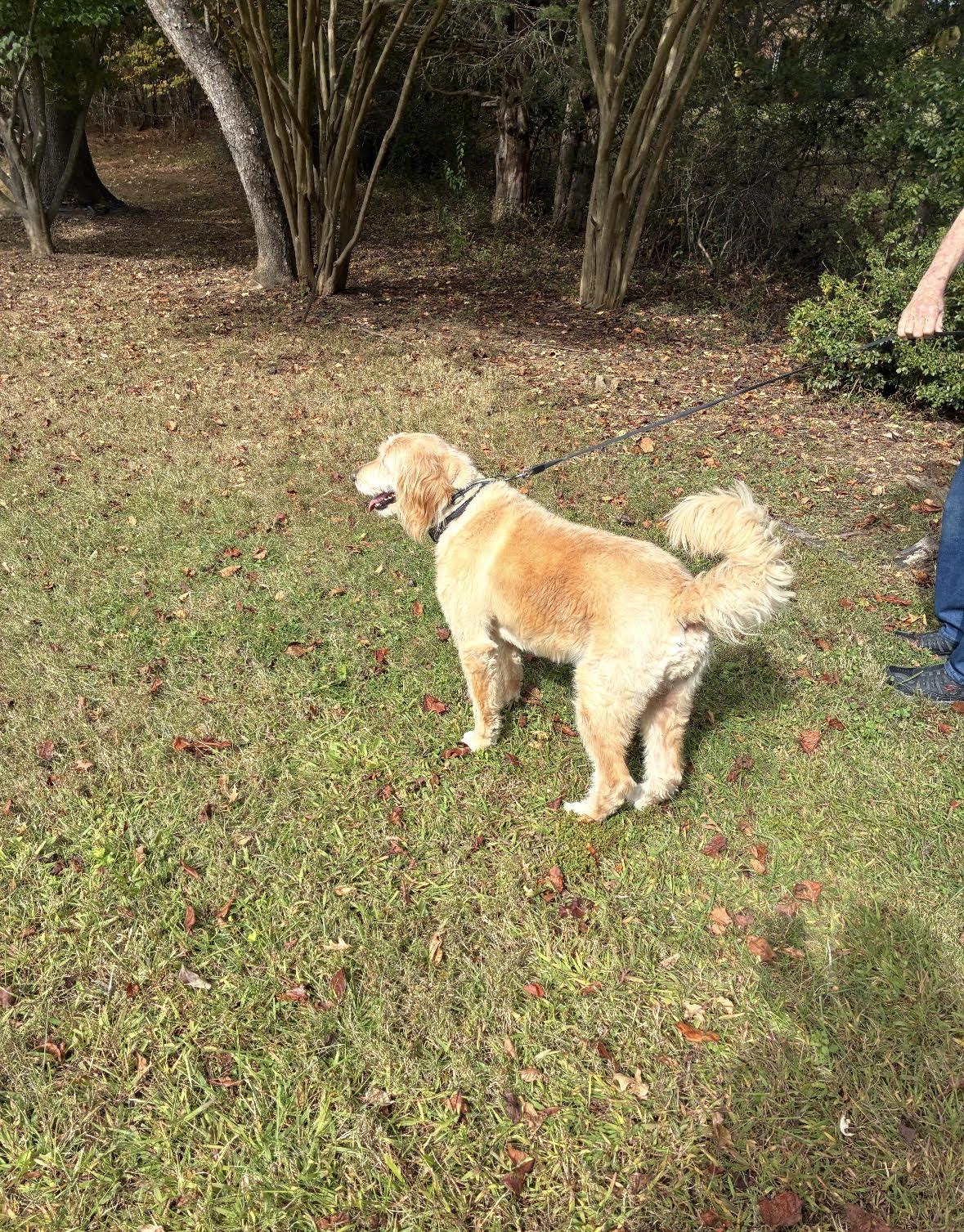 Enlarge Bella, a ADOPTABLE Goldendoodle in Richmond, VA image 3/5
