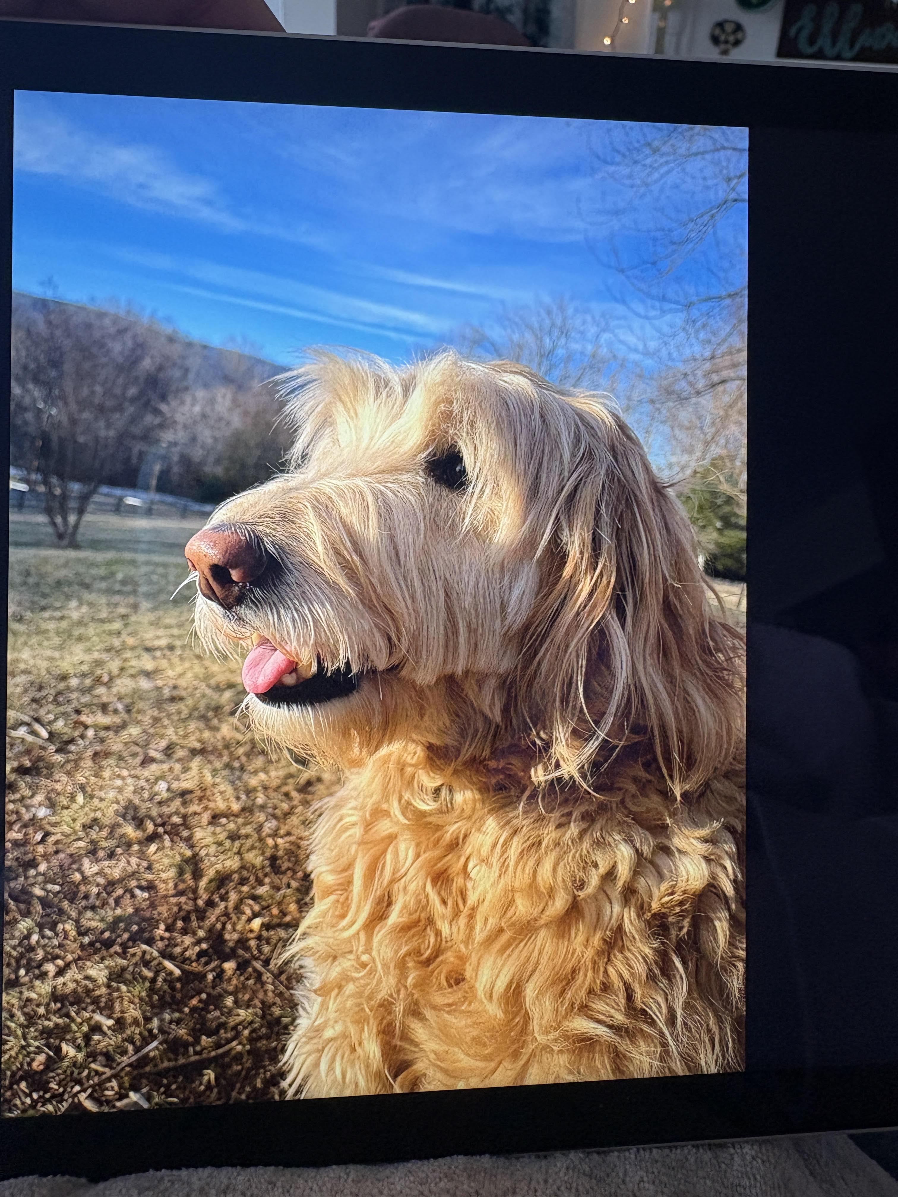 Enlarge Bella, a ADOPTABLE Goldendoodle in Richmond, VA image 5/5