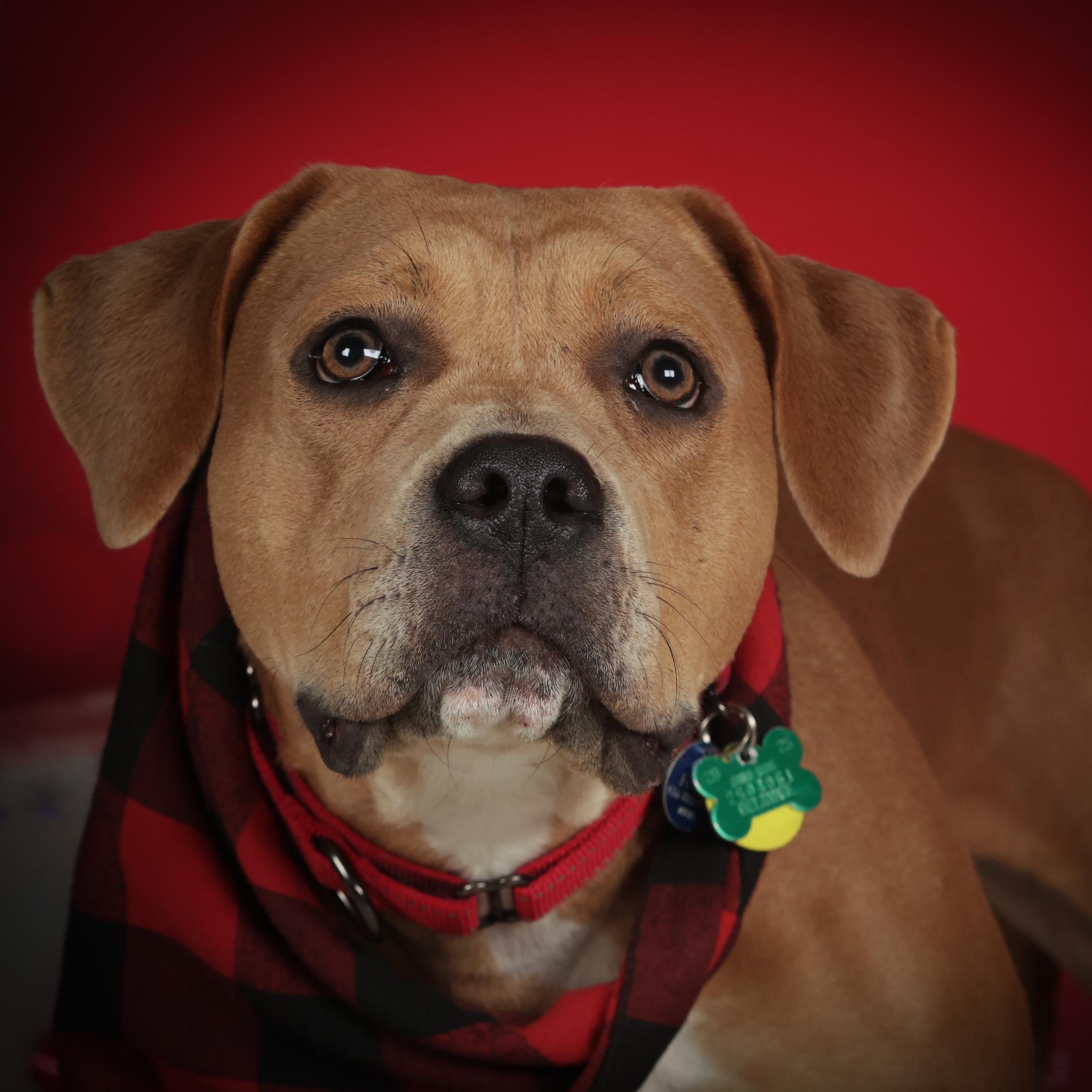 Enlarge Bloom, a Adoptable mixed breed in Powell, OH image 1/6