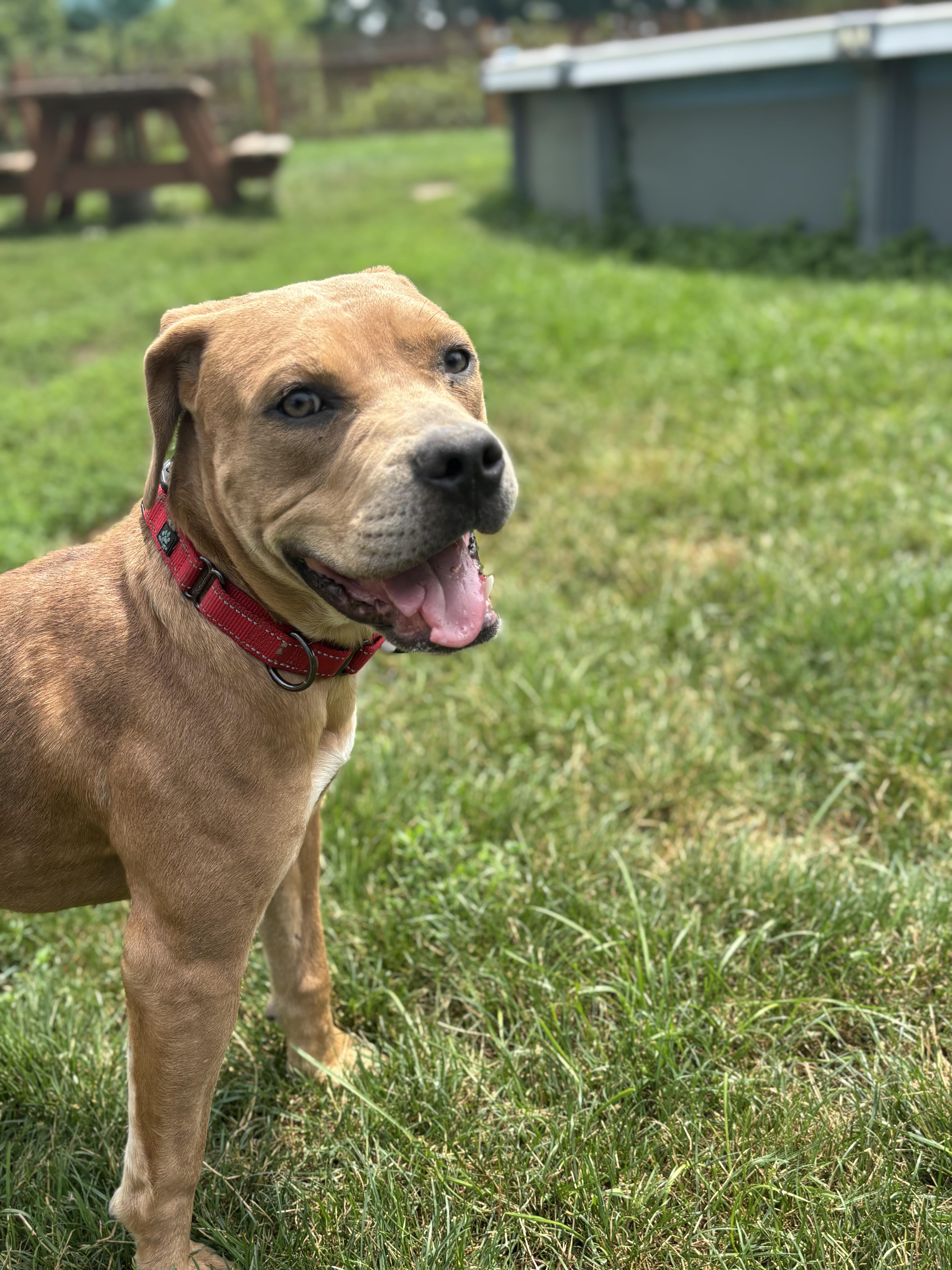 Bloom, Adoptable, Young Female Bulldog.