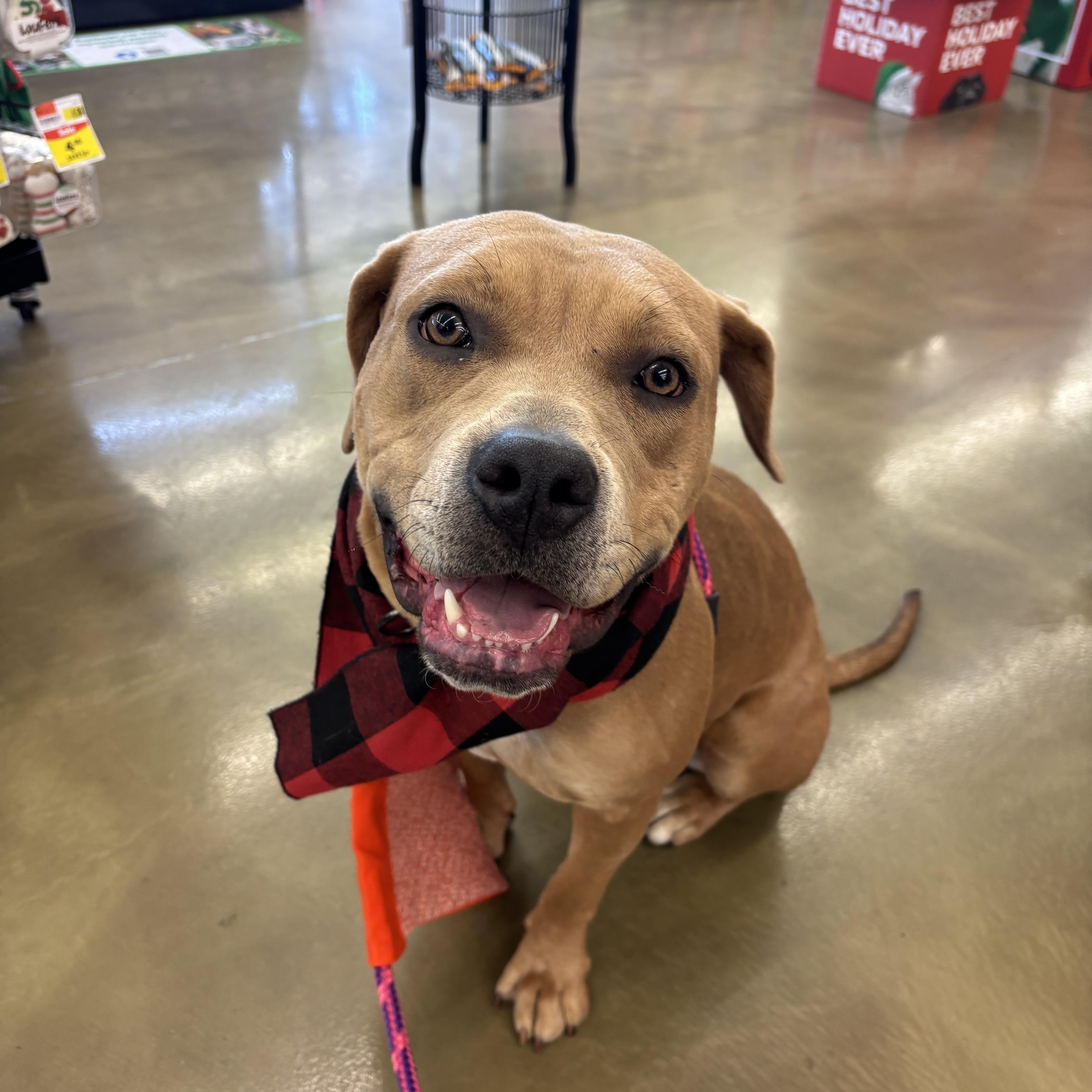 Enlarge Bloom, a Adoptable mixed breed in Powell, OH image 2/6