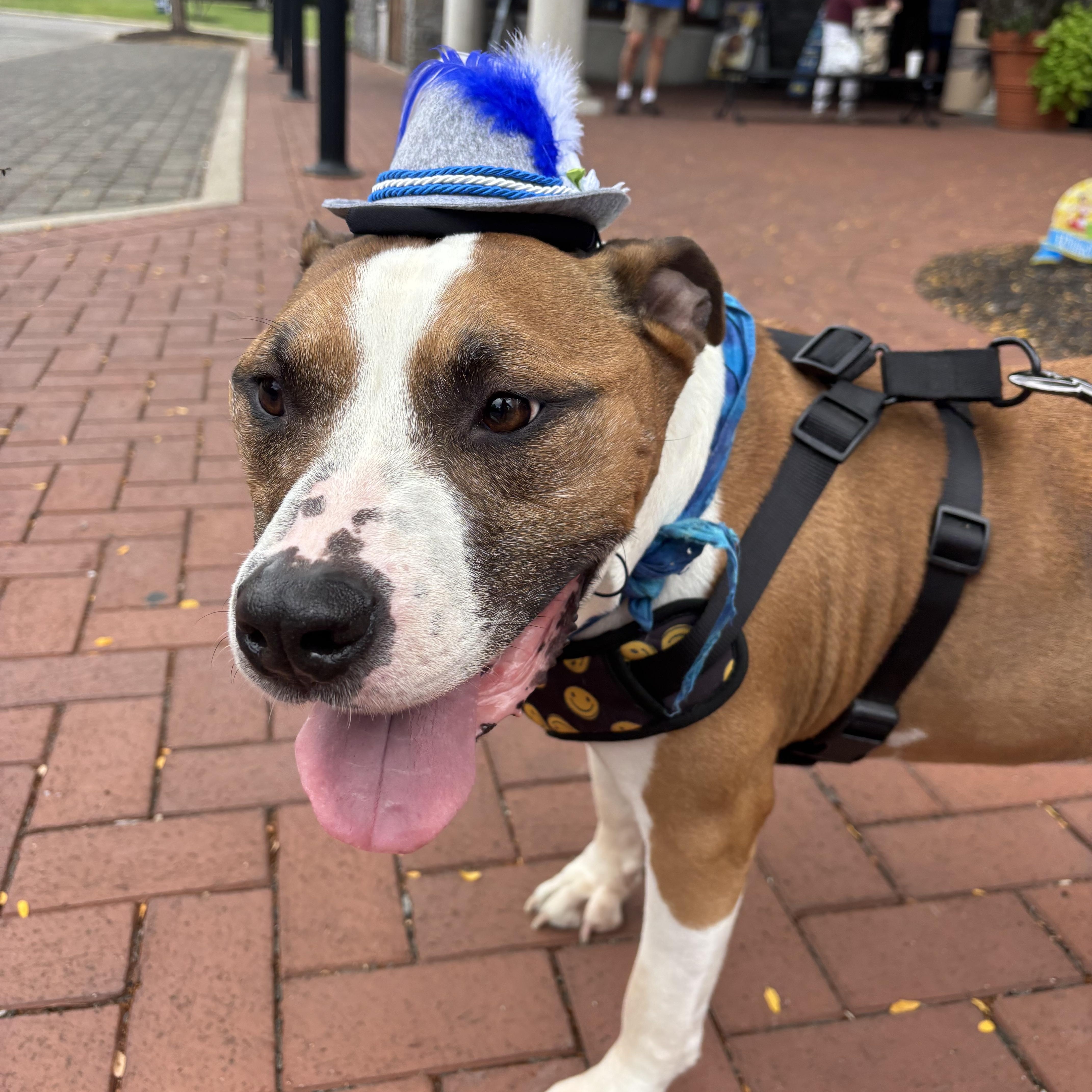 Enlarge Bloom, a Adoptable mixed breed in Powell, OH image 5/6