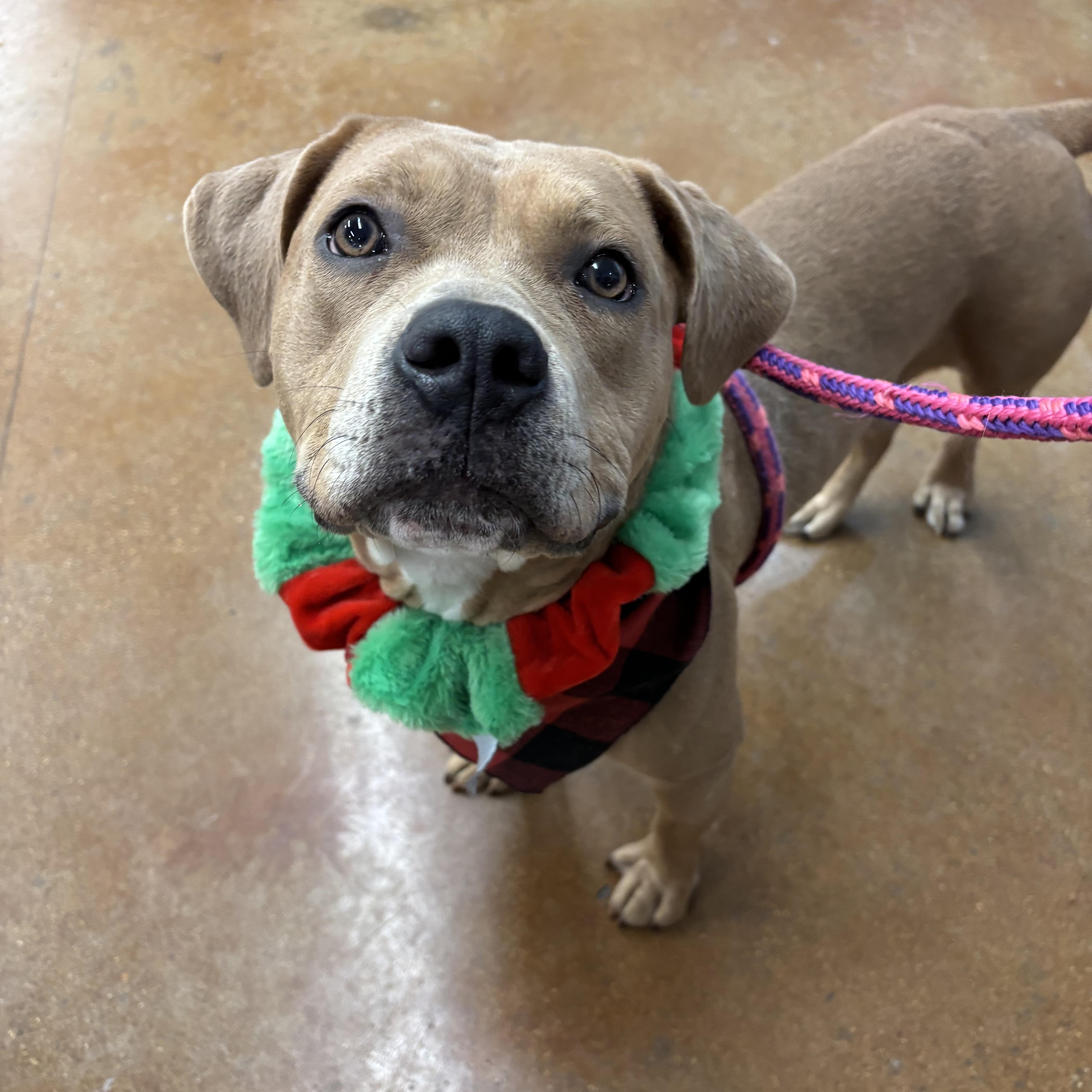 Enlarge Bloom, a Adoptable mixed breed in Powell, OH image 4/6