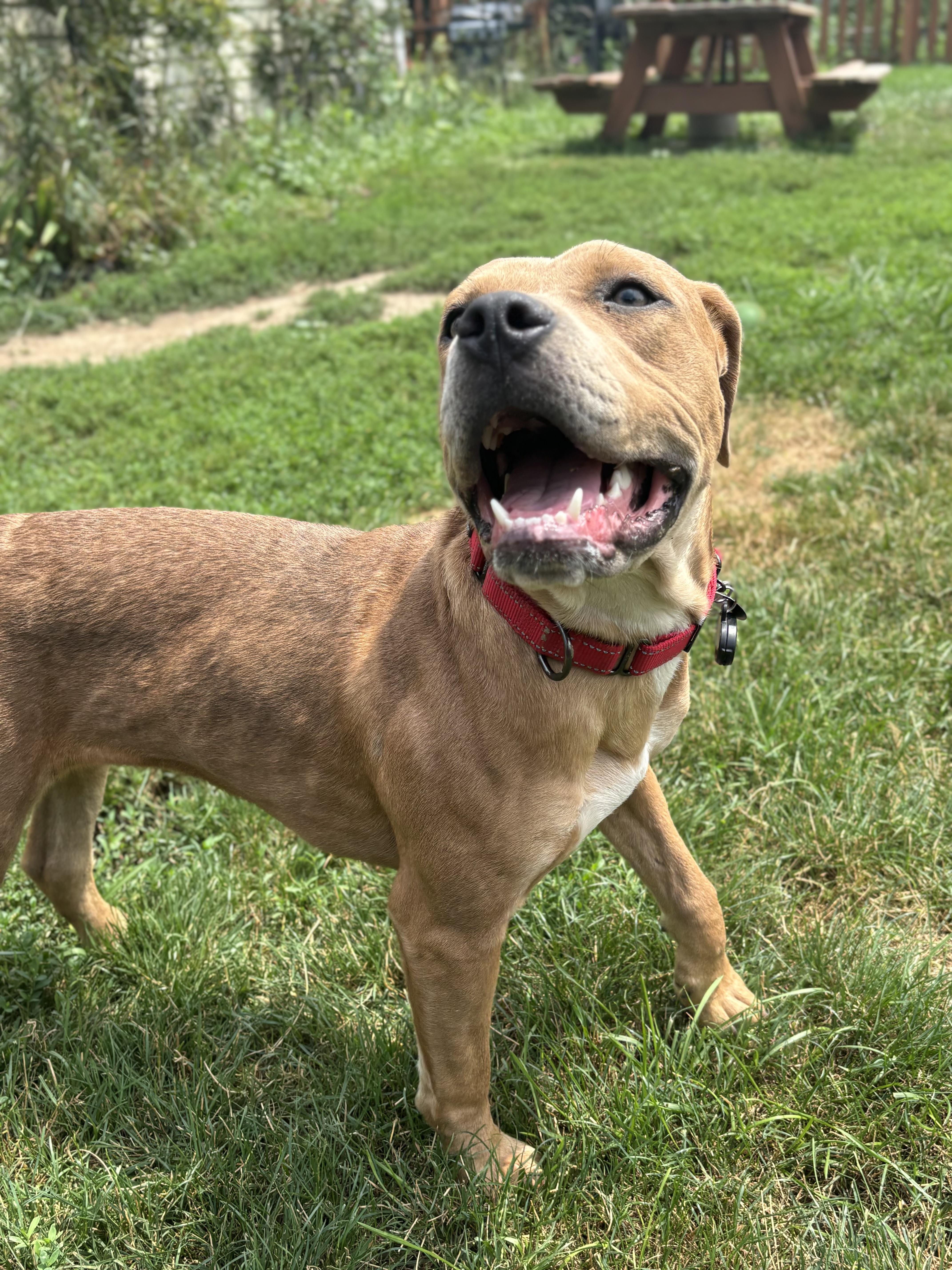 Bloom, a Adoptable mixed breed in Powell, OH image 2/5