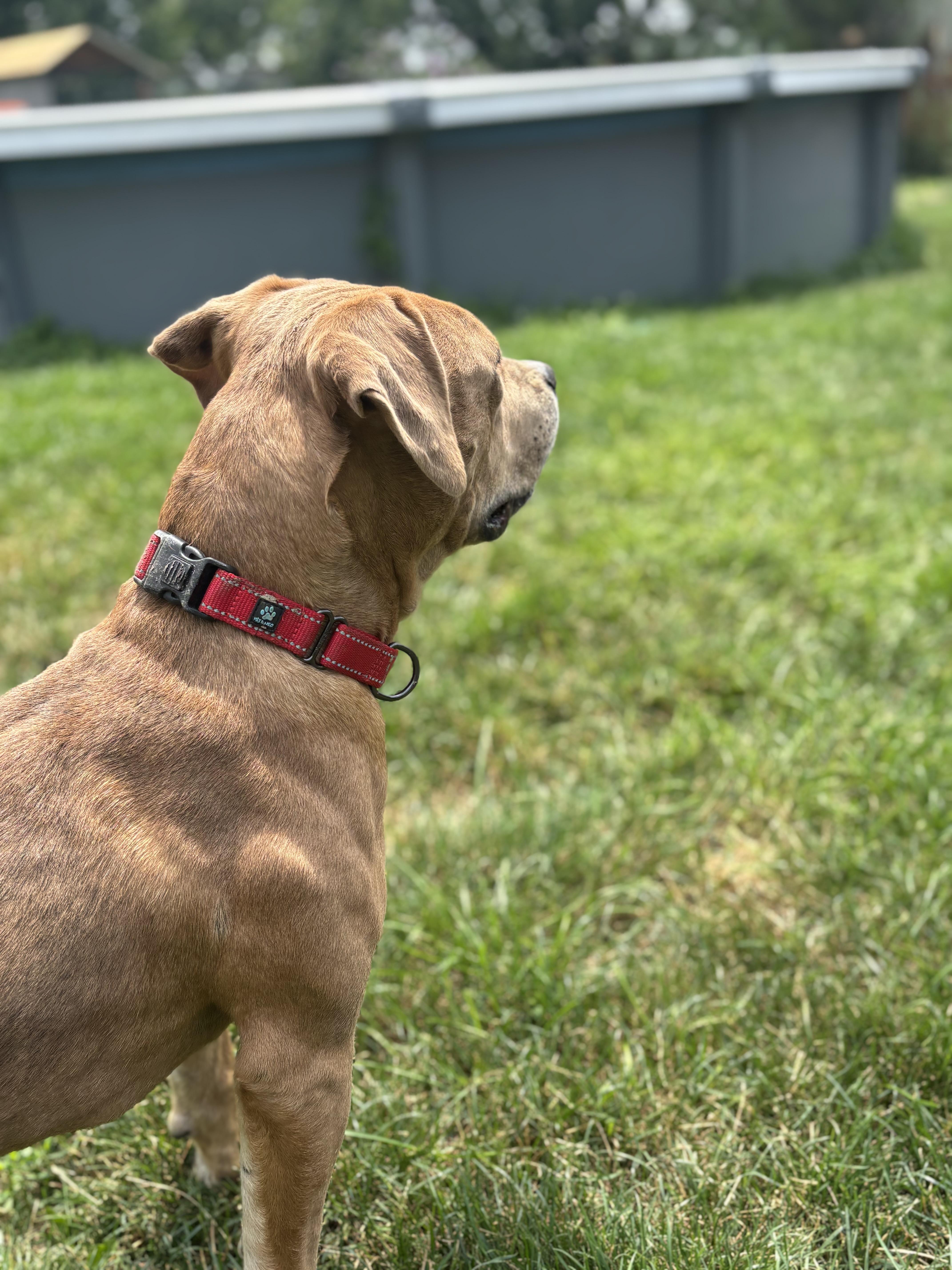 Bloom, a Adoptable mixed breed in Powell, OH image 3/5