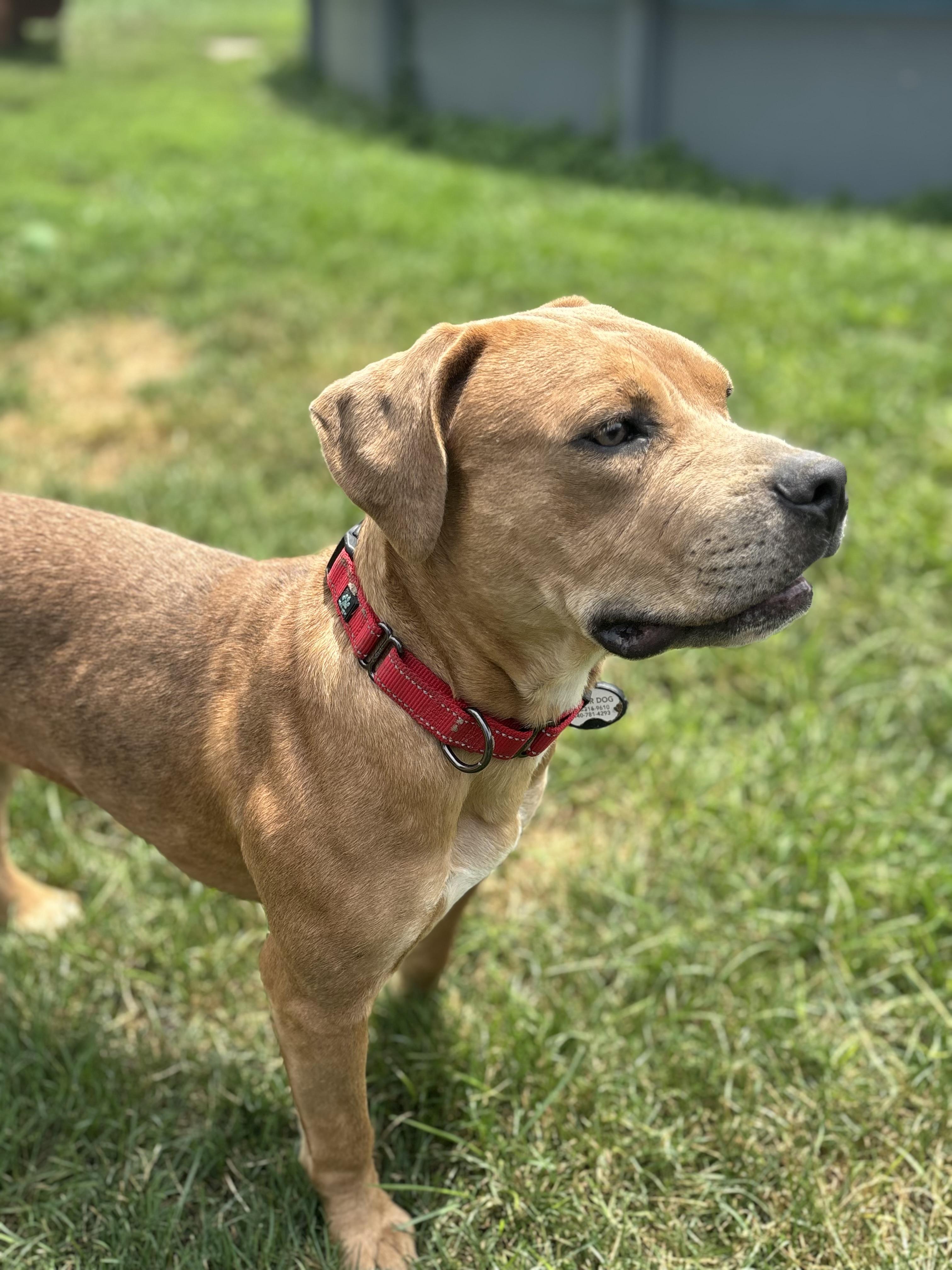 Bloom, a Adoptable mixed breed in Powell, OH image 4/5