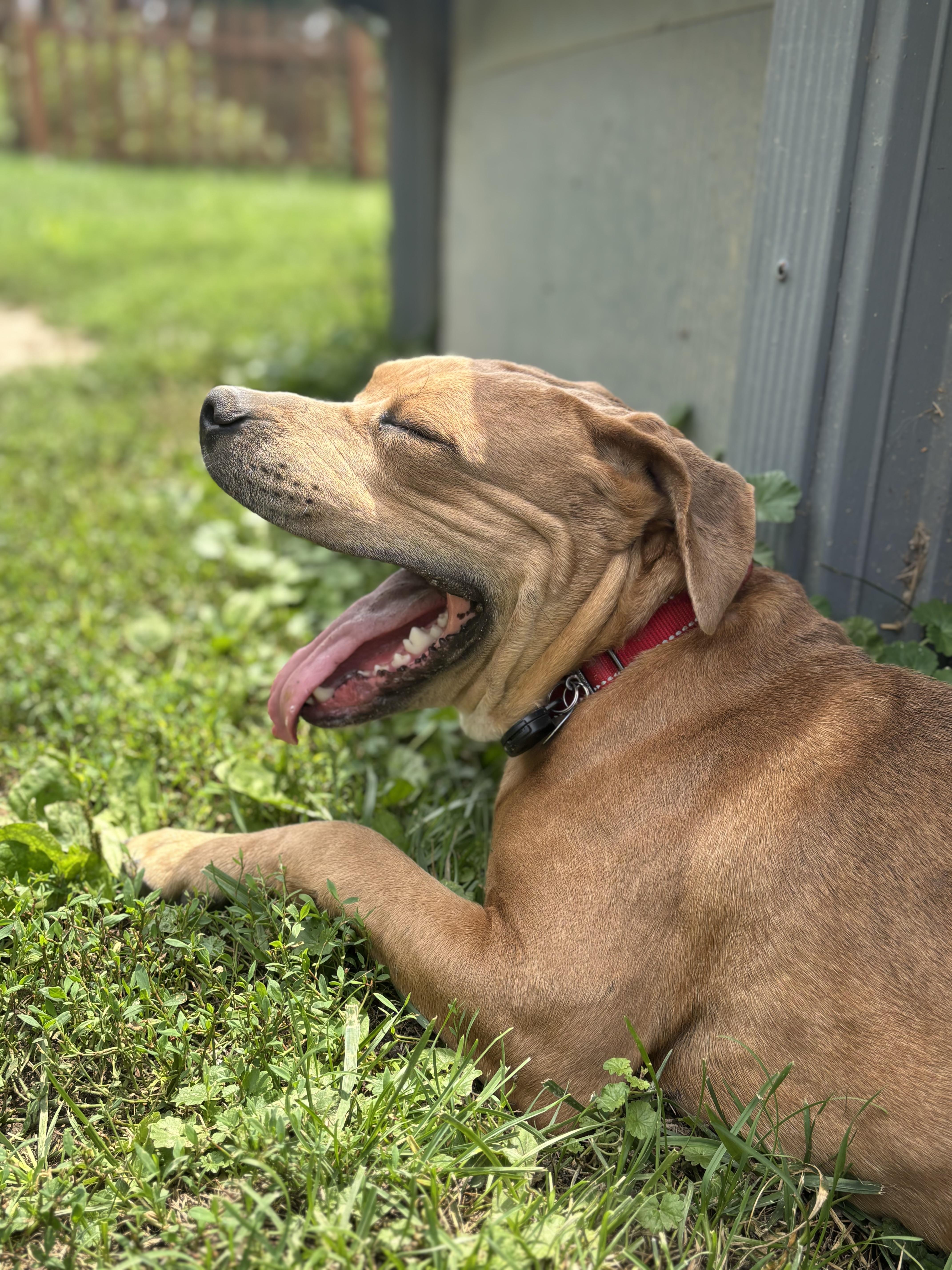 Bloom, a Adoptable mixed breed in Powell, OH image 5/5