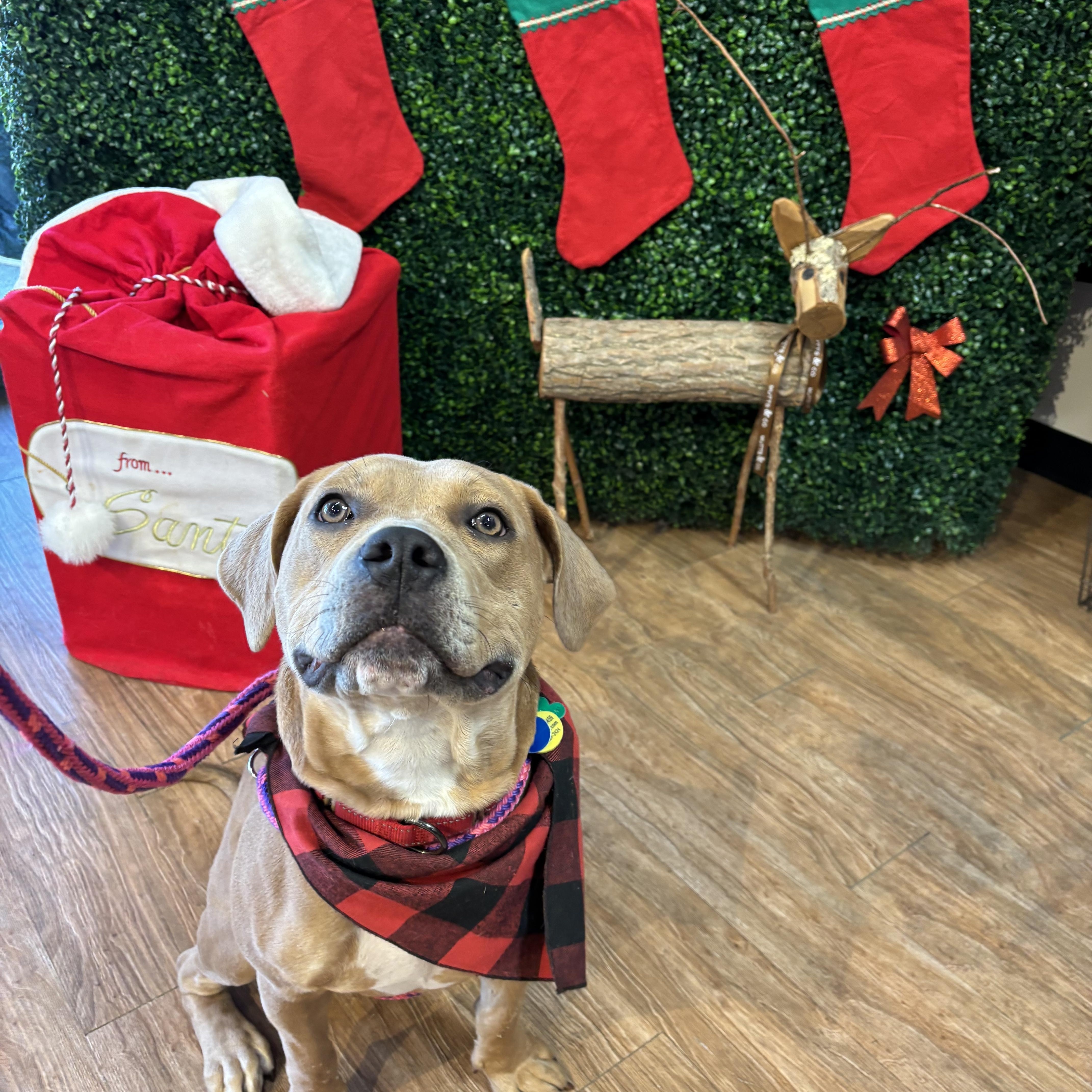 Enlarge Bloom, a Adoptable mixed breed in Powell, OH image 3/6