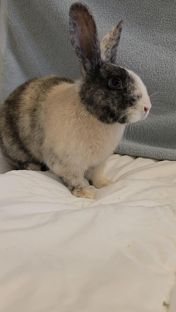 Enlarge Panko, a Adoptable mixed breed in Longwood, FL image 1/4