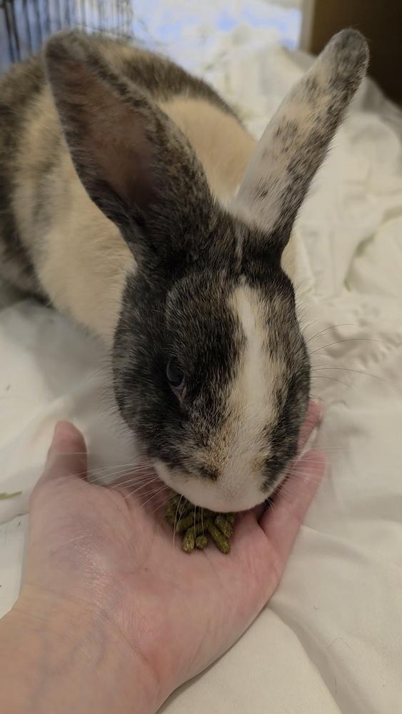 Enlarge Panko, a Adoptable mixed breed in Longwood, FL image 2/4