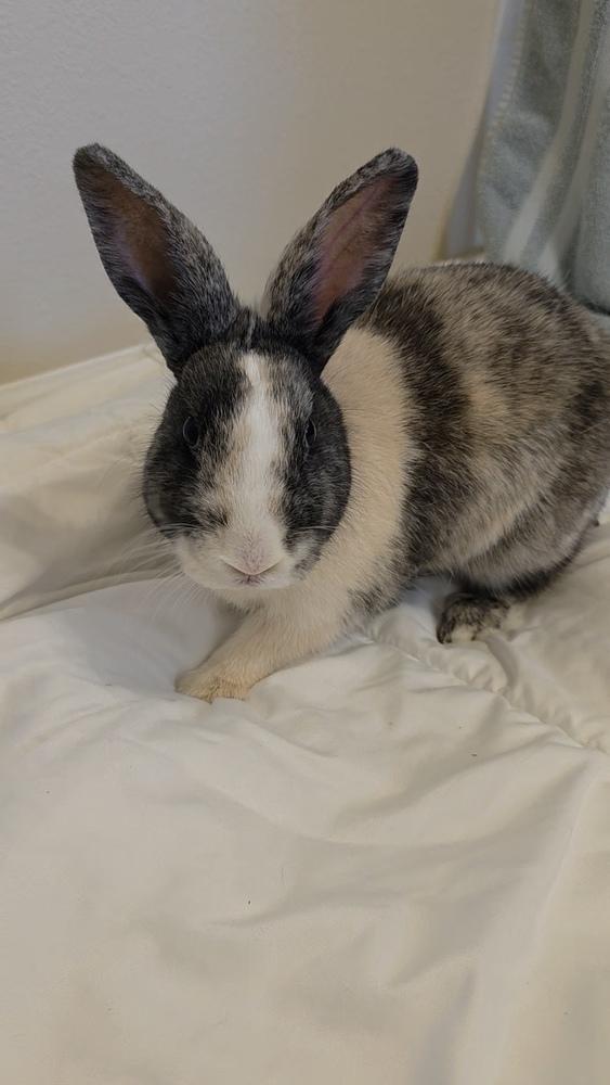 Enlarge Panko, a Adoptable mixed breed in Longwood, FL image 4/4