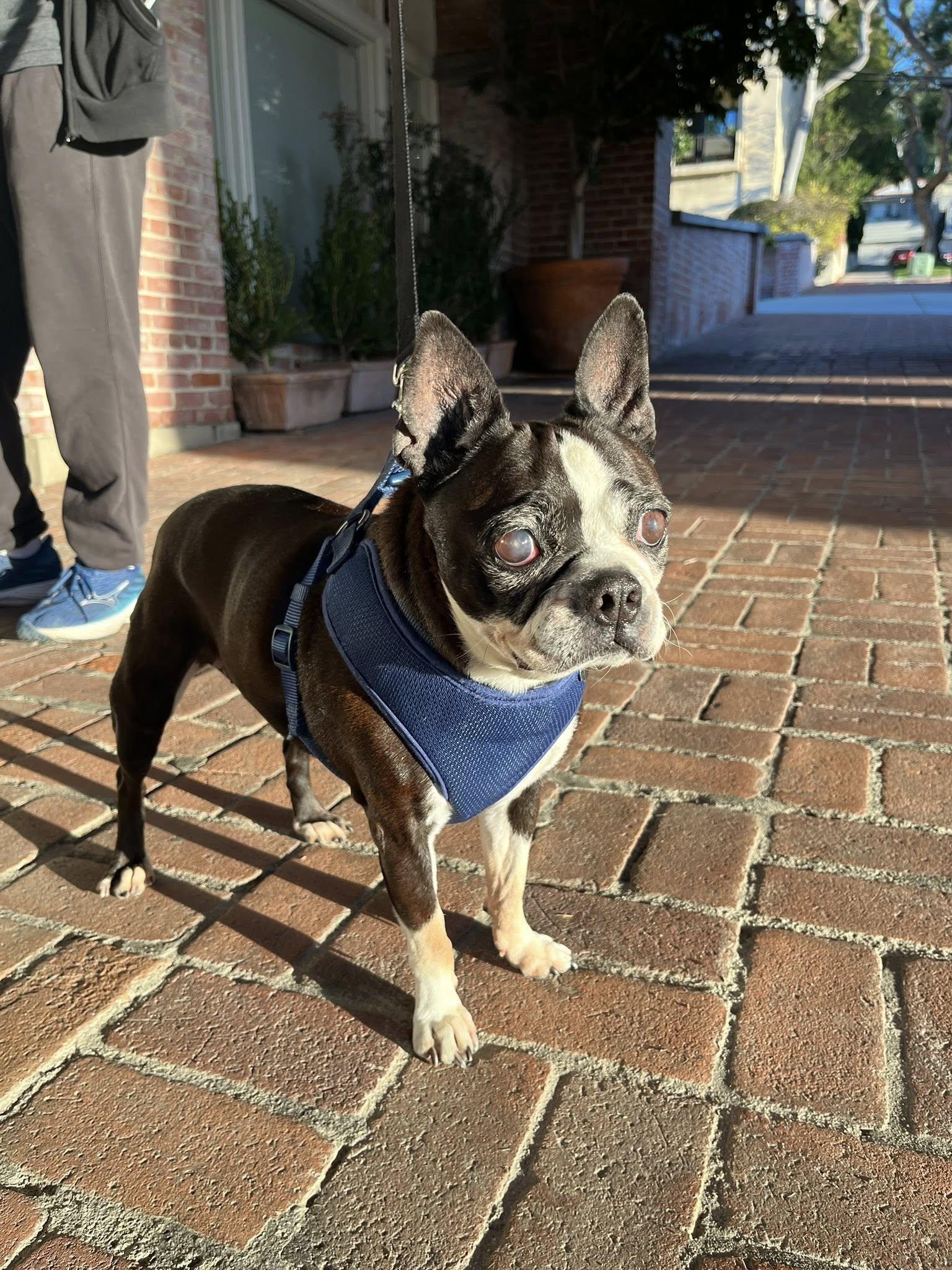 Enlarge Molly, a Adoptable Boston Terrier in Huntington Beach, CA image 1/3