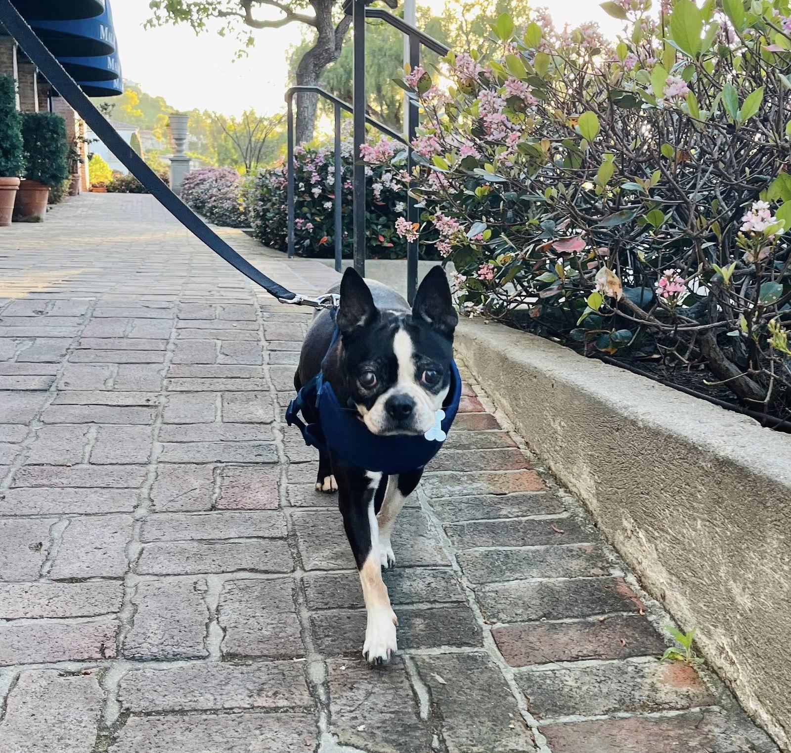 Enlarge Molly, a Adoptable Boston Terrier in Huntington Beach, CA image 2/3