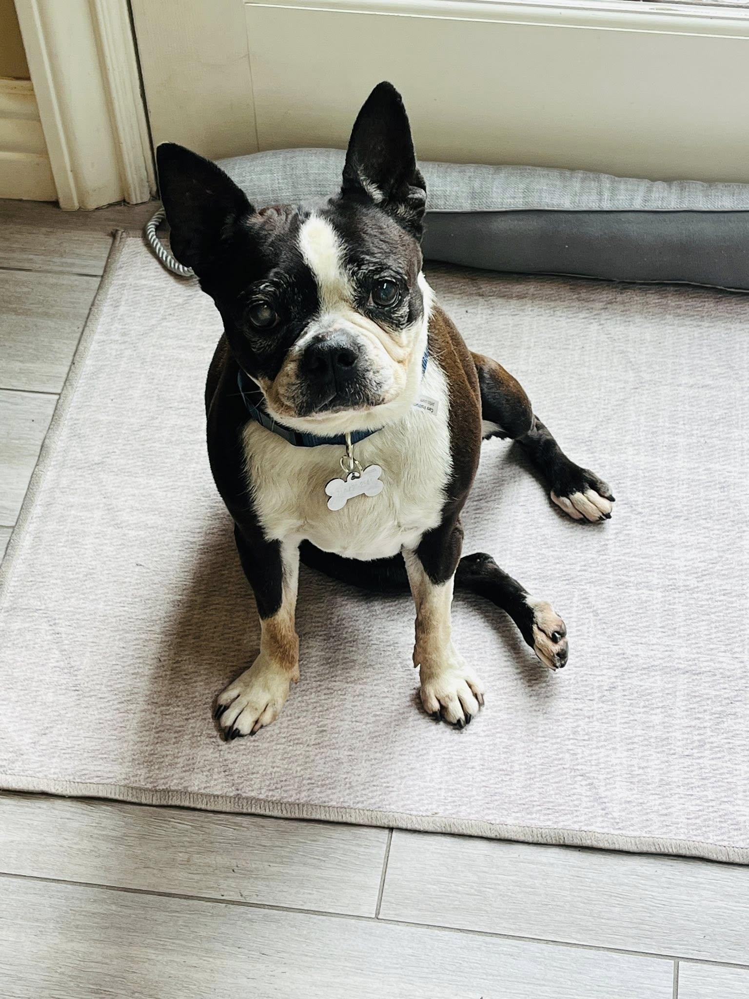 Enlarge Molly, a Adoptable Boston Terrier in Huntington Beach, CA image 3/3