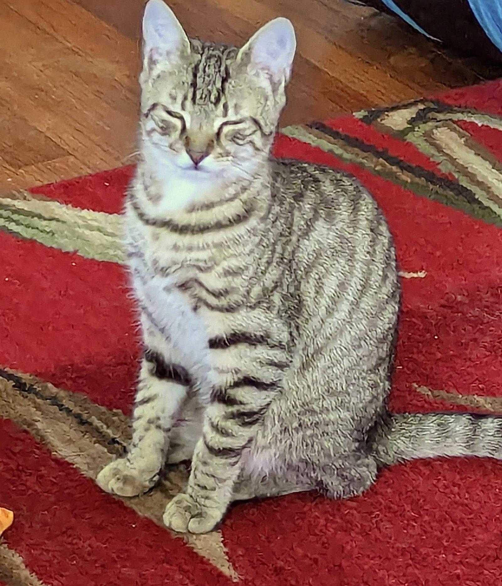 Ziggy, a Adoptable Domestic Short Hair in Harrisburg, PA image 1/3