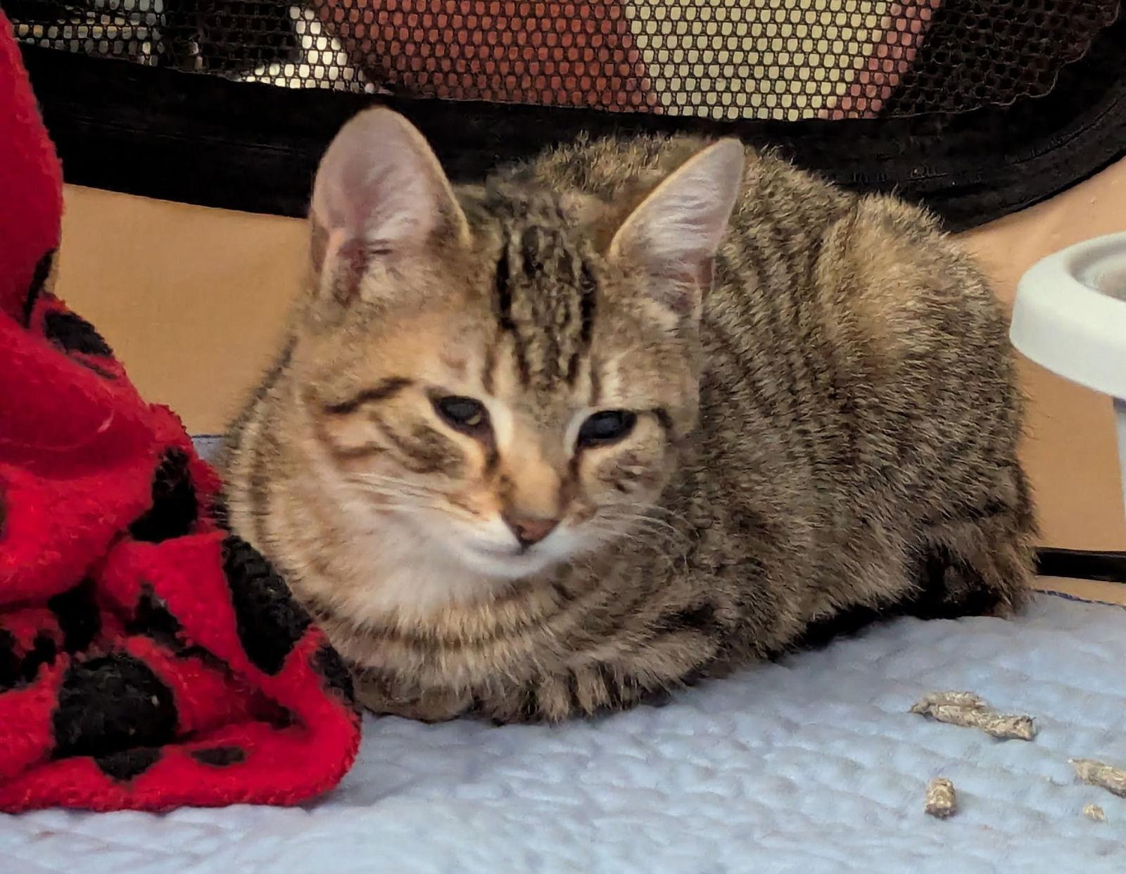 Ziggy, a Adoptable Domestic Short Hair in Harrisburg, PA image 2/3