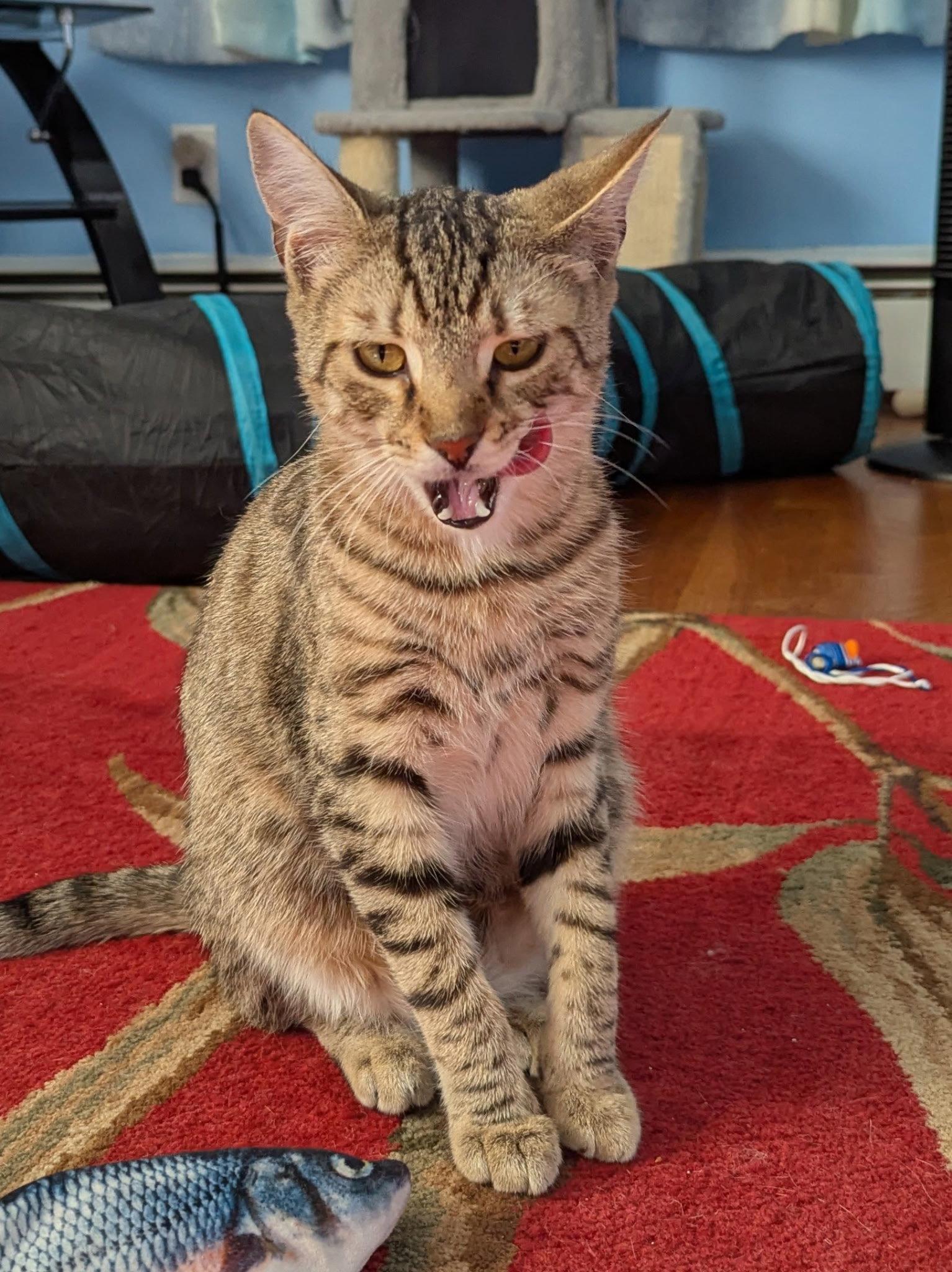 Ziggy, a Adoptable Domestic Short Hair in Harrisburg, PA image 3/3