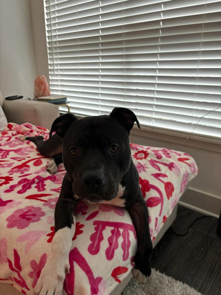 Jack Sparrow, a Adoptable American Staffordshire Terrier in Tigard, OR image 1/6