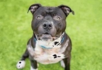 Jack Sparrow, a Adoptable American Staffordshire Terrier in Tigard, OR image 2/6