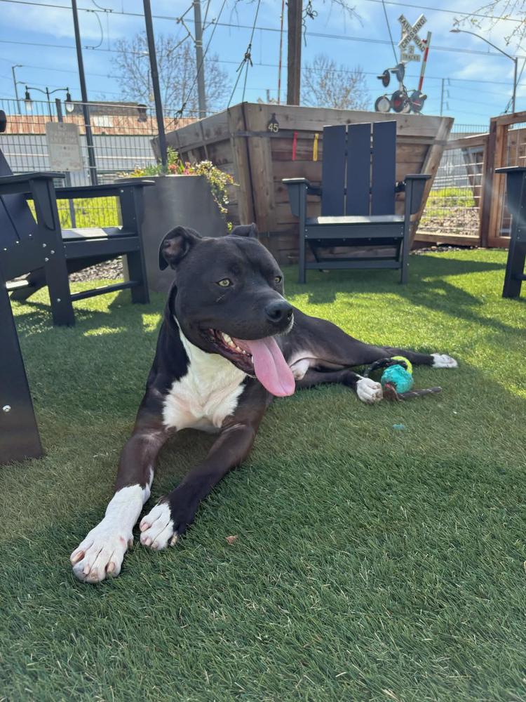 Jack Sparrow, a Adoptable American Staffordshire Terrier in Tigard, OR image 3/6